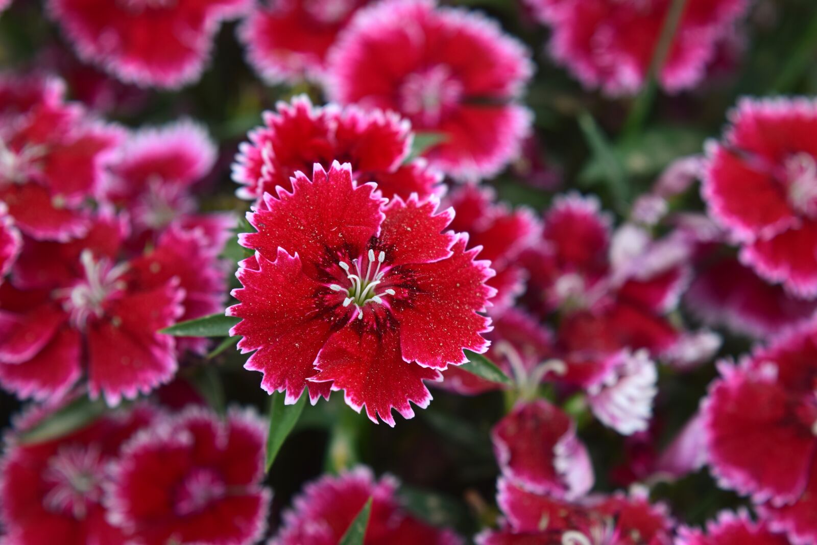 Nikon D5300 sample photo. Flower, nature, flora photography