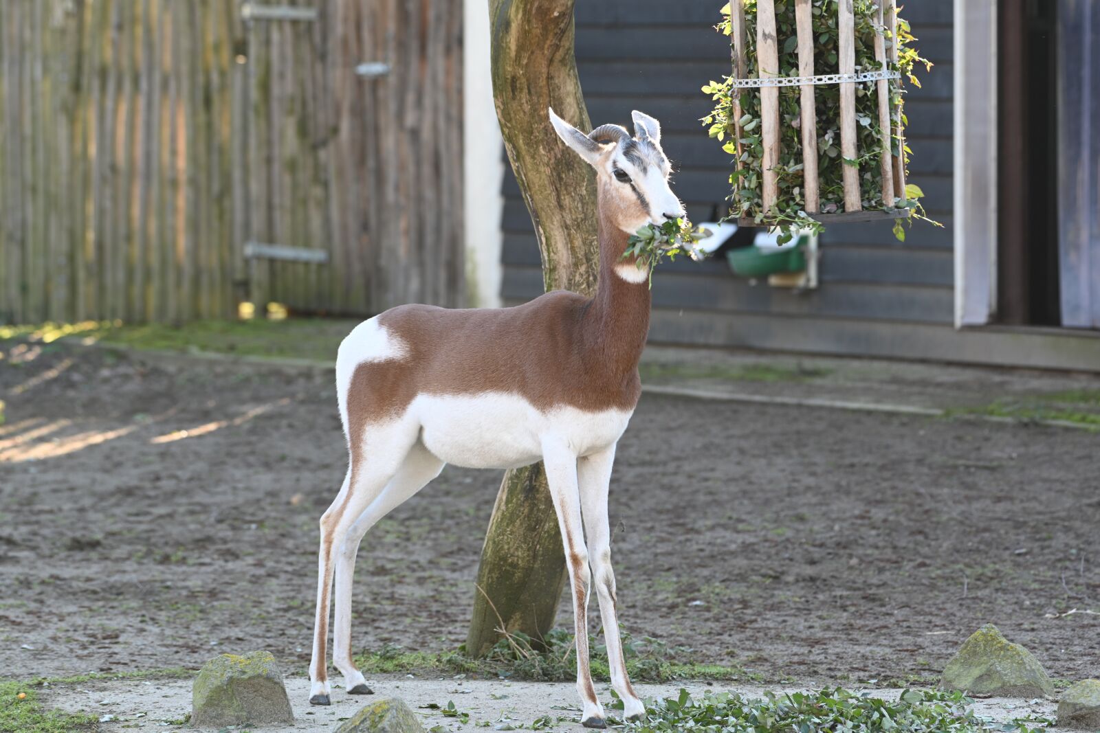 Nikon Z7 sample photo. Zoo, blijdorp, goat photography