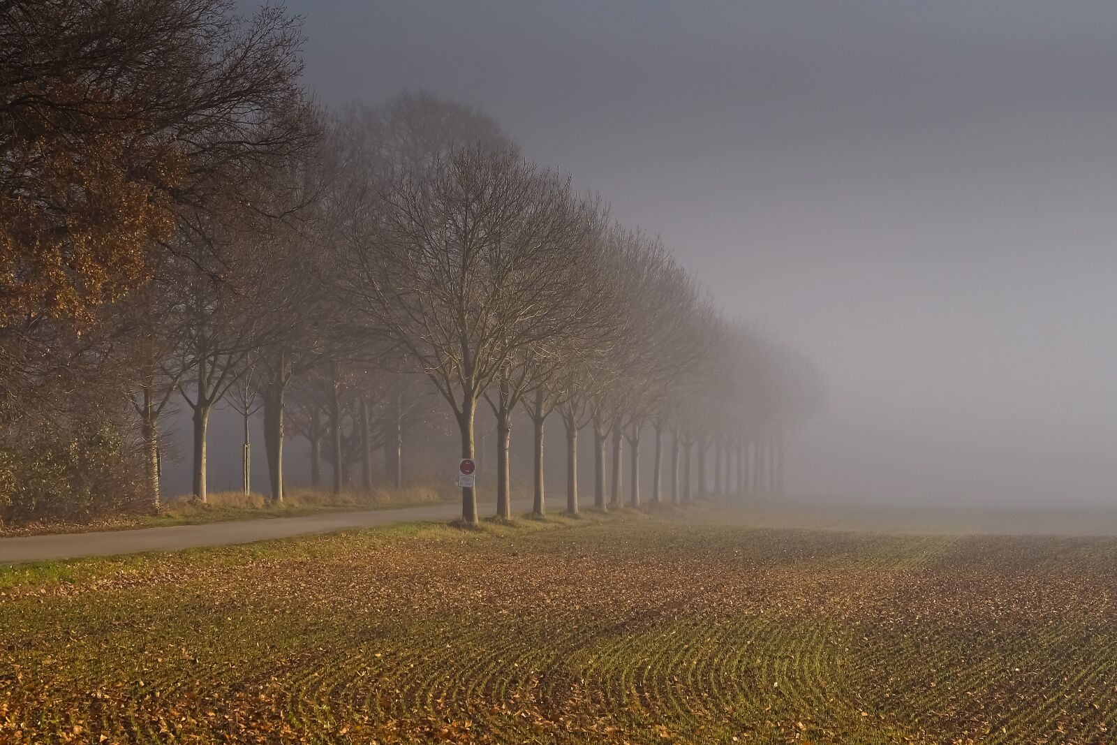 Olympus OM-D E-M10 sample photo. Landscape, fog, nature photography