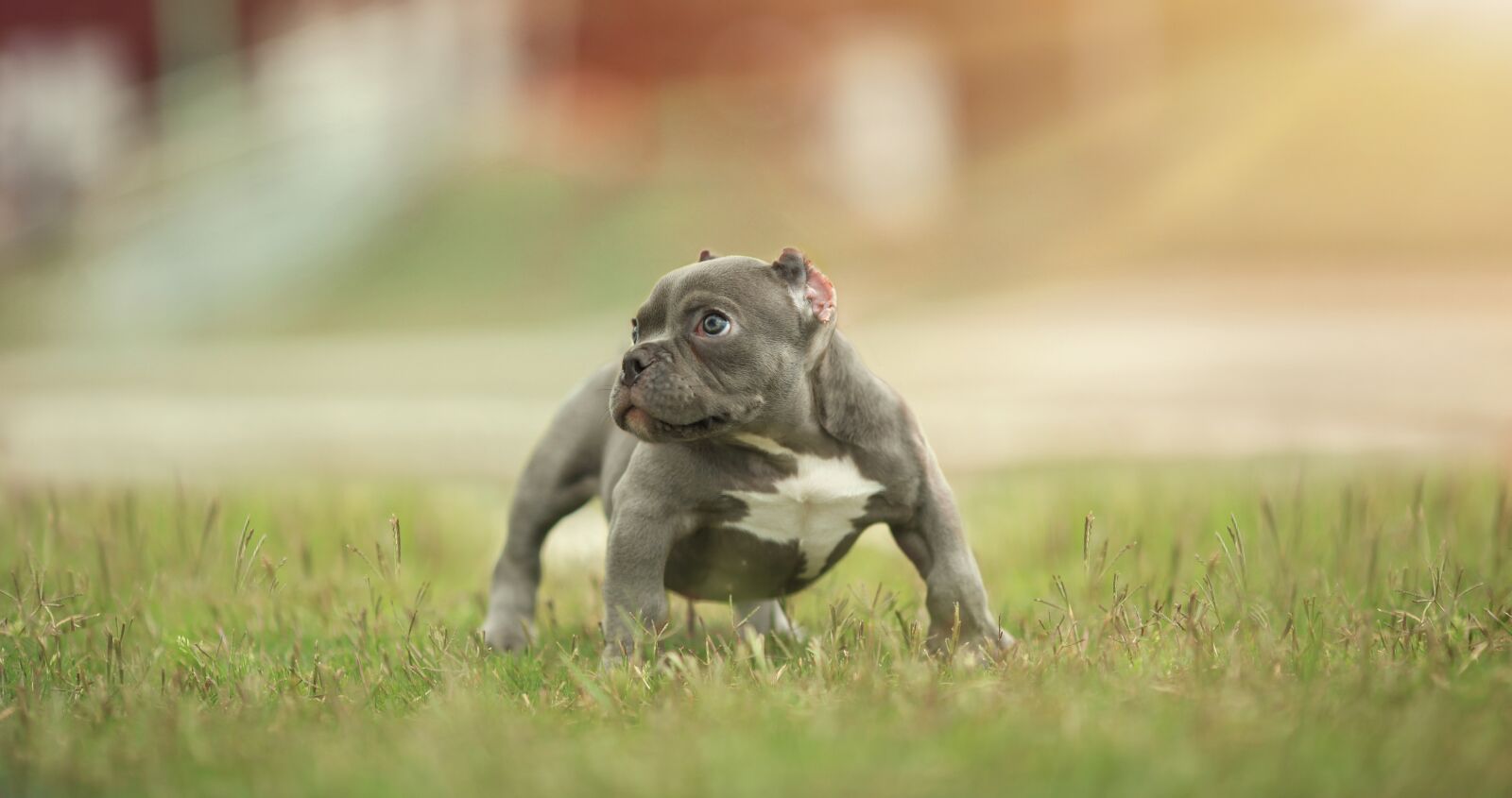 Canon EOS 5D Mark II sample photo. Dog, pet, vietnam photography