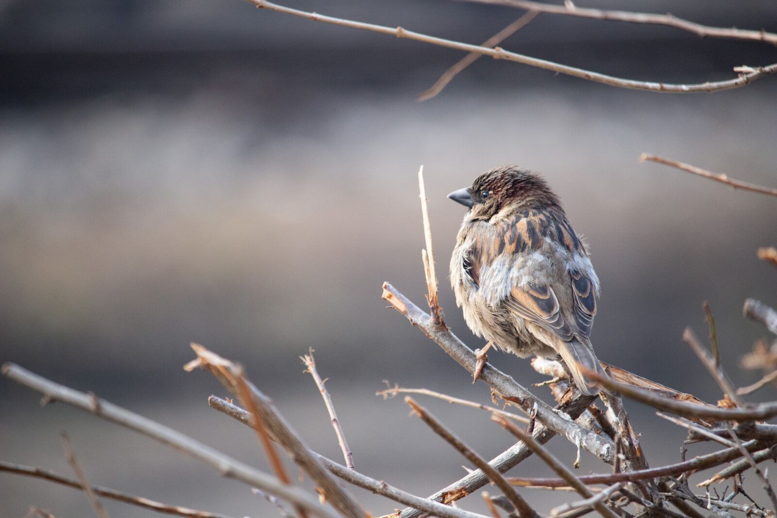 Canon EOS 100D (EOS Rebel SL1 / EOS Kiss X7) sample photo. Sparrow, bird, nature photography