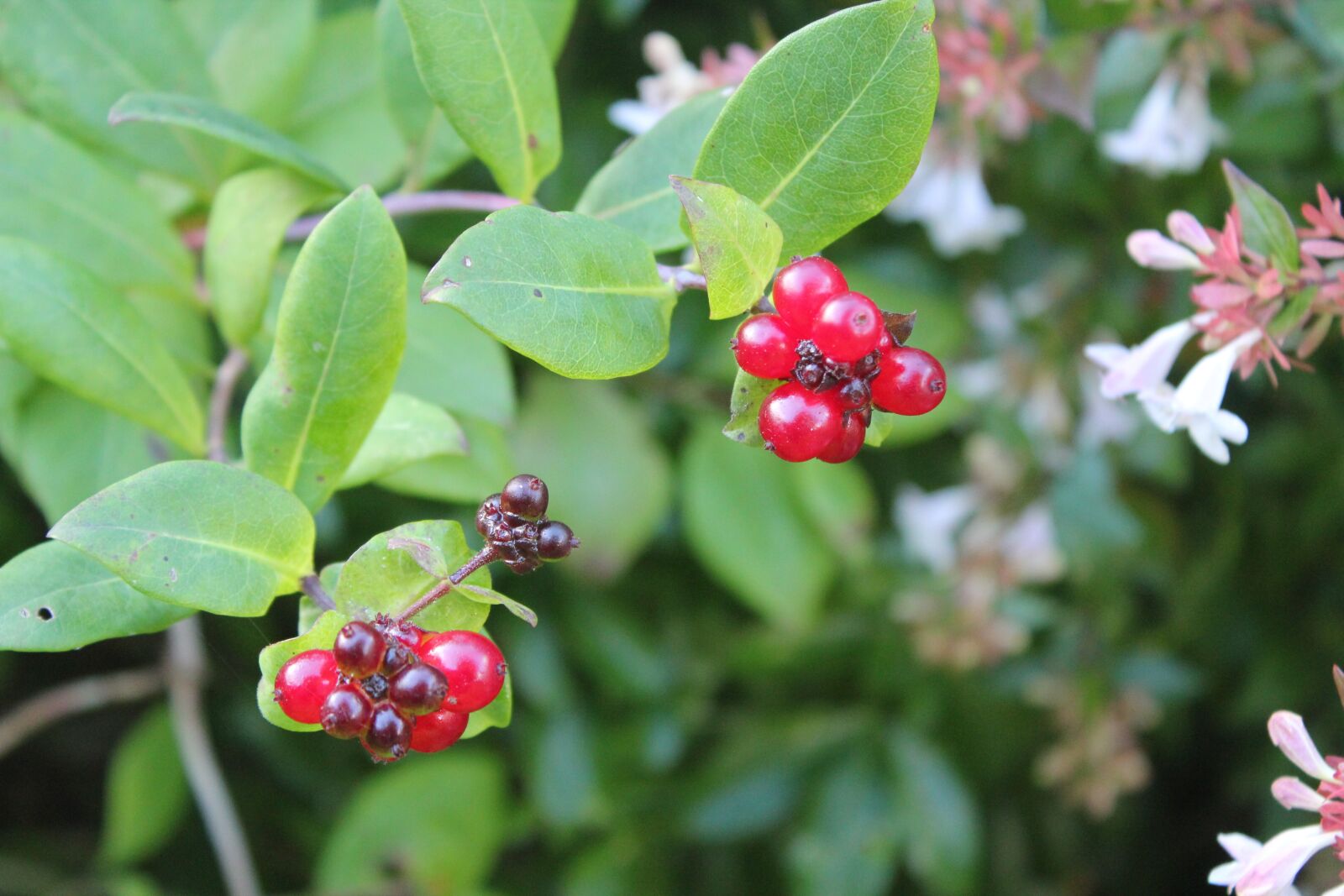 Canon EOS 550D (EOS Rebel T2i / EOS Kiss X4) sample photo. Nature, leaf, berries photography