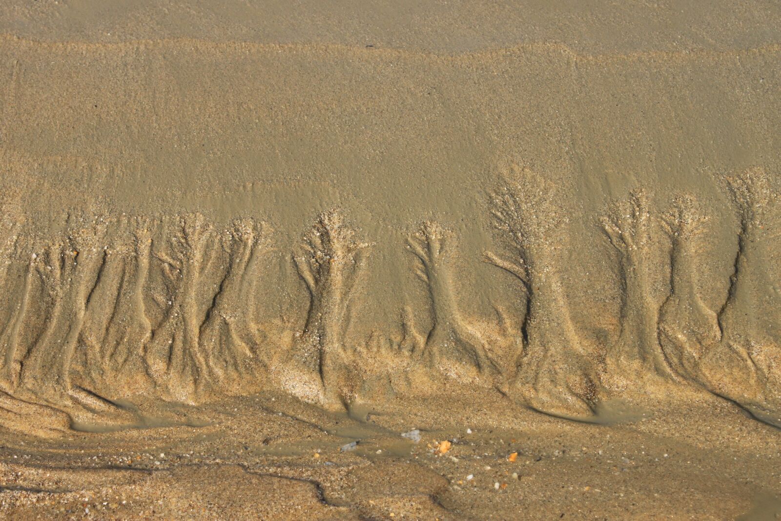Canon EOS 500D (EOS Rebel T1i / EOS Kiss X3) sample photo. Tidal, mud, dirt photography