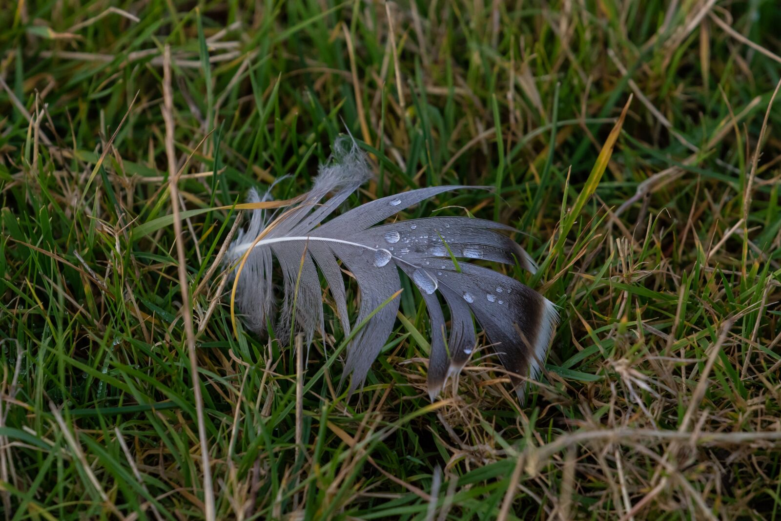 Canon EOS 7D Mark II sample photo. Feather, wet, abandoned photography