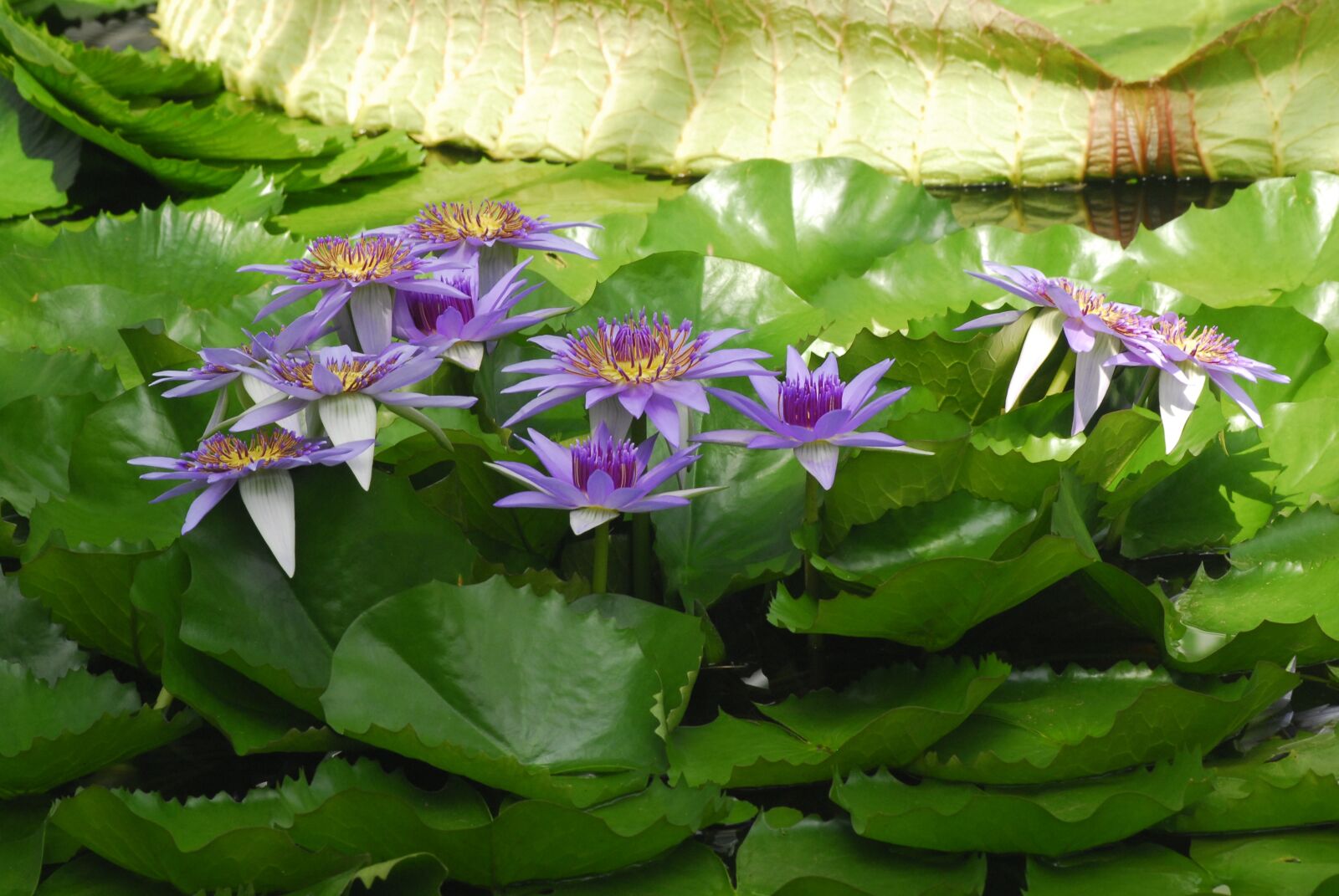 Nikon D200 sample photo. Flower, plant, nature photography