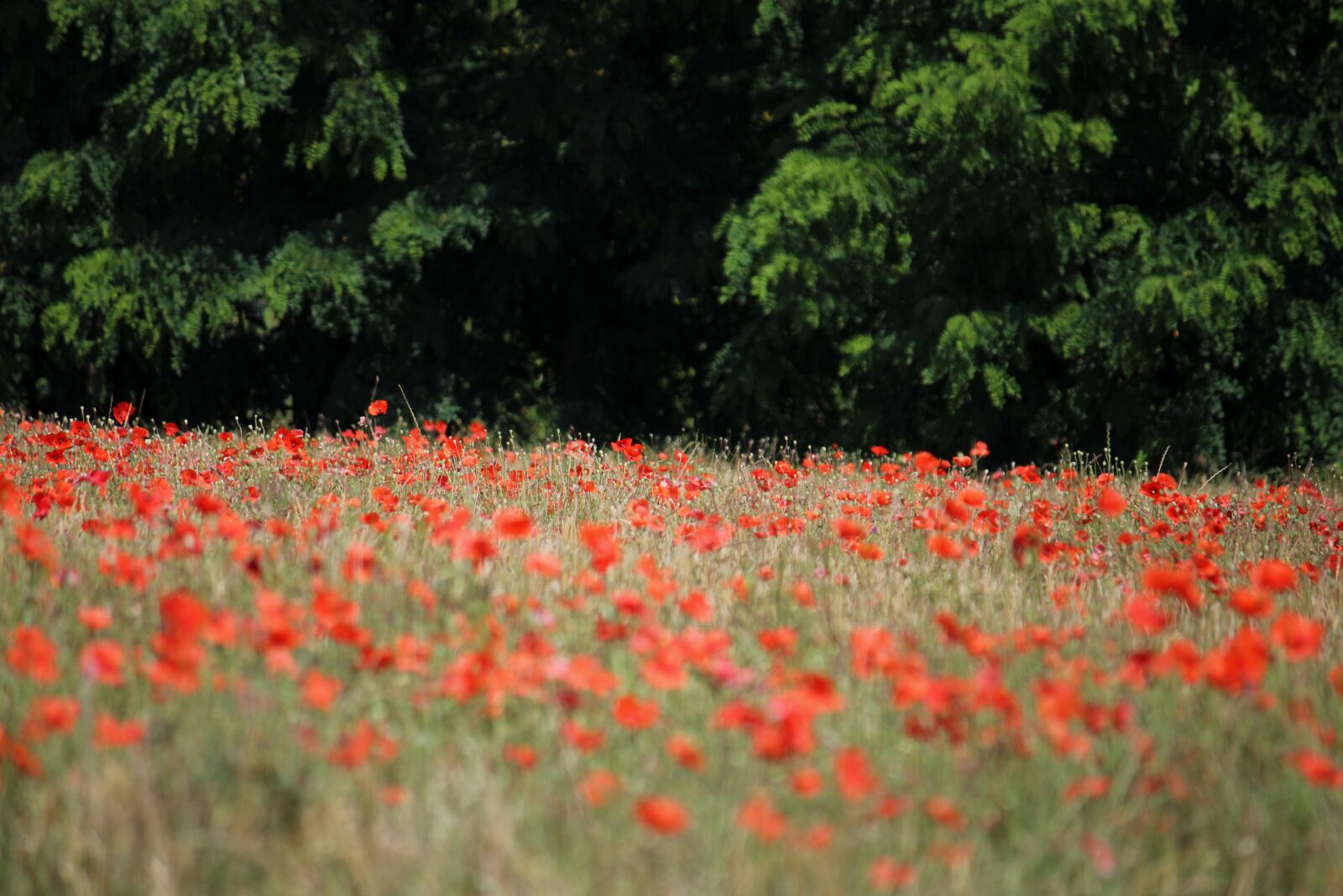 Canon EF-S 55-250mm F4-5.6 IS sample photo. Red, poppy, flower photography