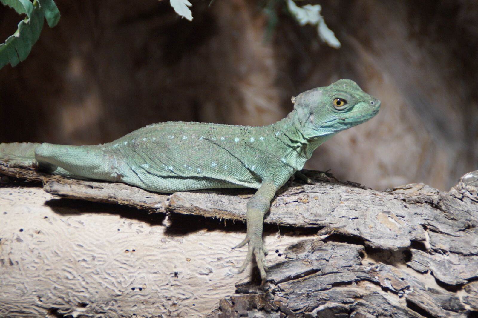 Sony SLT-A58 sample photo. Reptile, animal, lizard photography