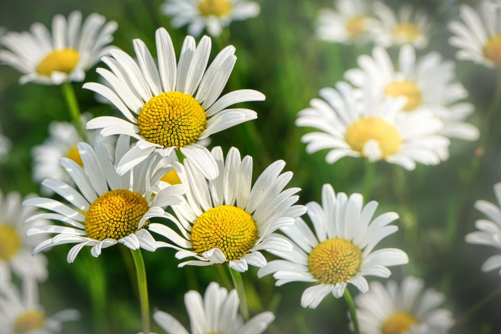 Panasonic Lumix DMC-GX8 sample photo. Margarita, petal, beauty photography
