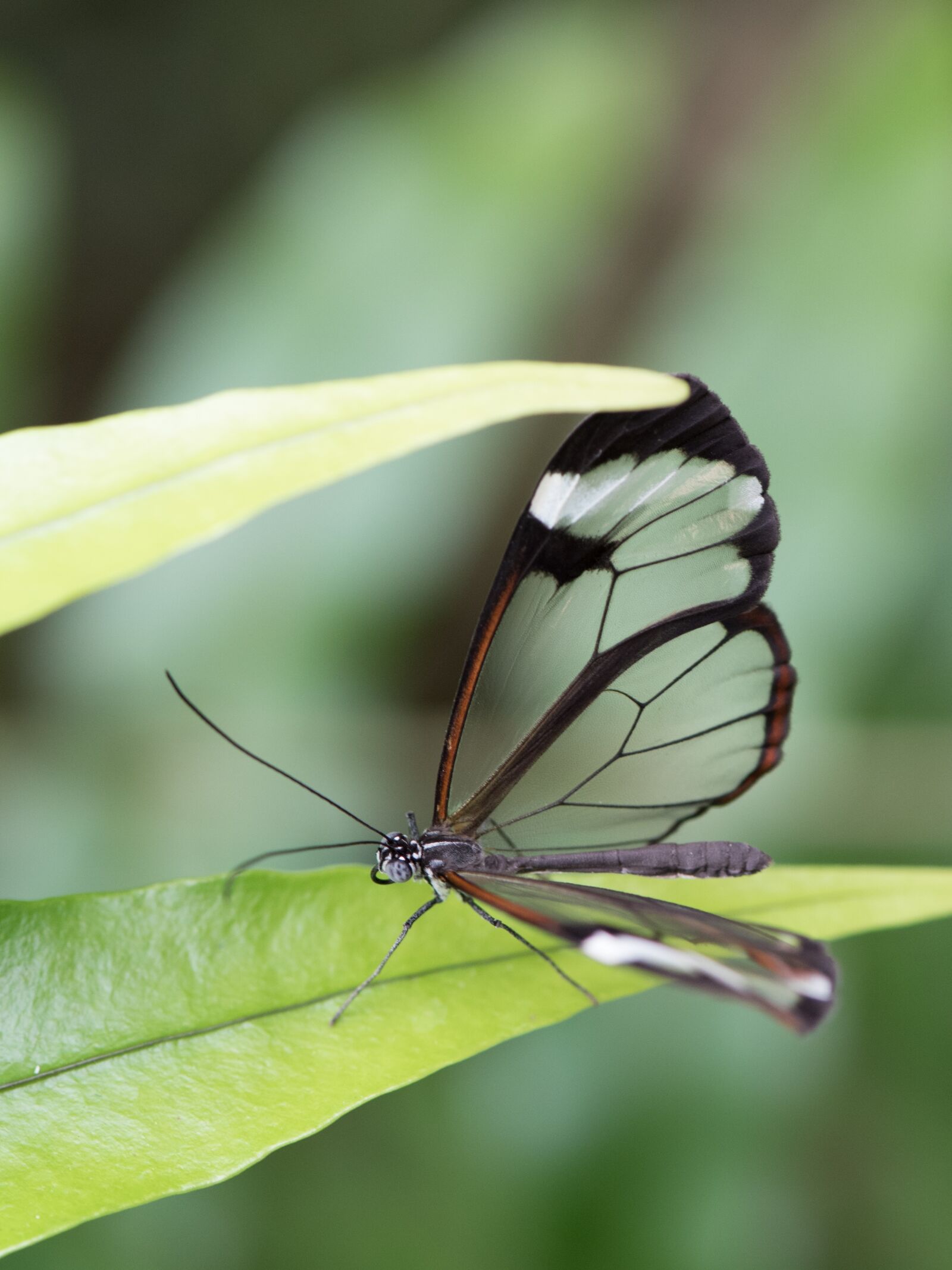 Nikon D750 sample photo. Butterfly, macro, pose photography