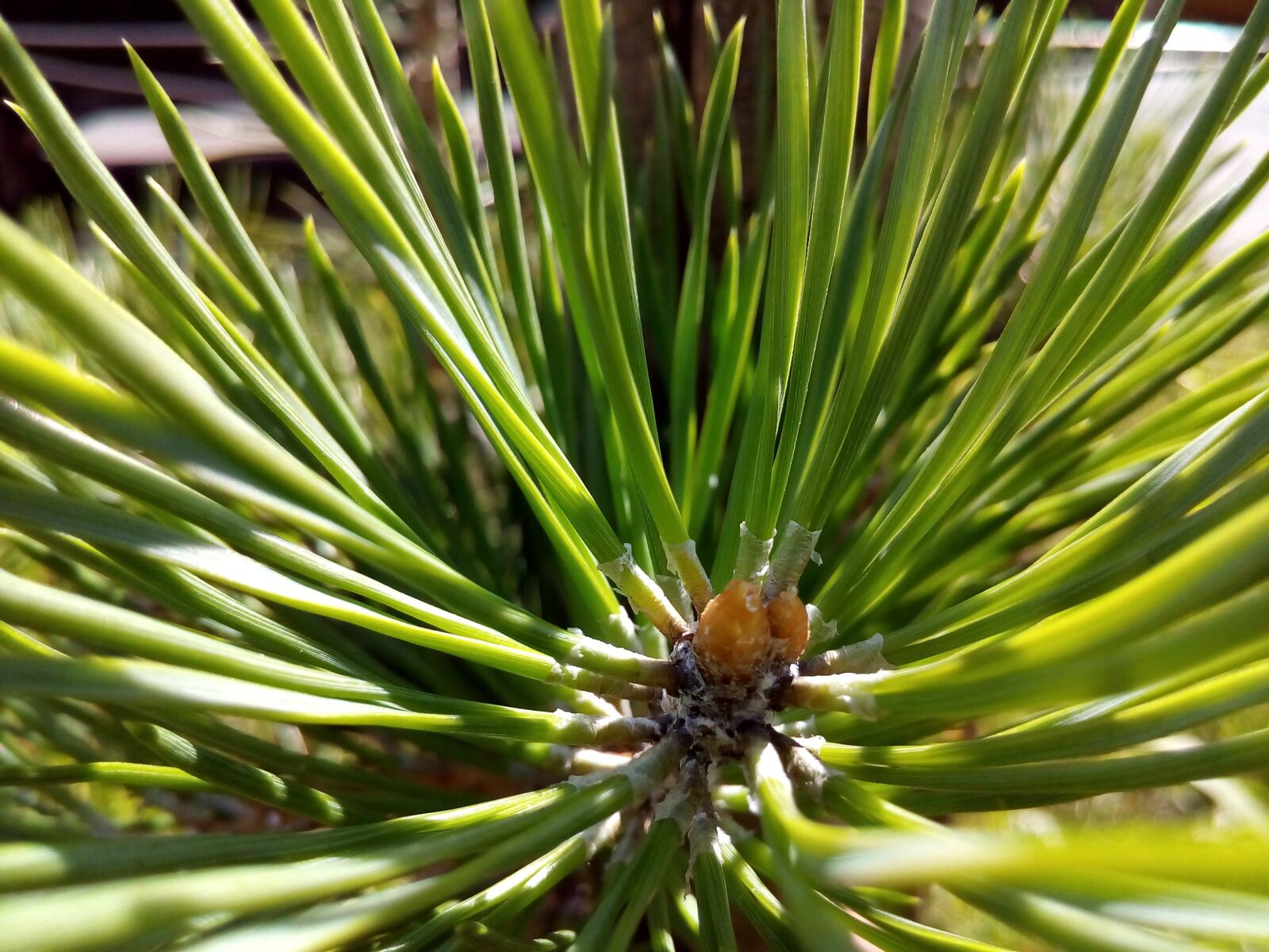 ASUS ZenFone Go (ZC500TG) sample photo. Pine, needles, summer photography