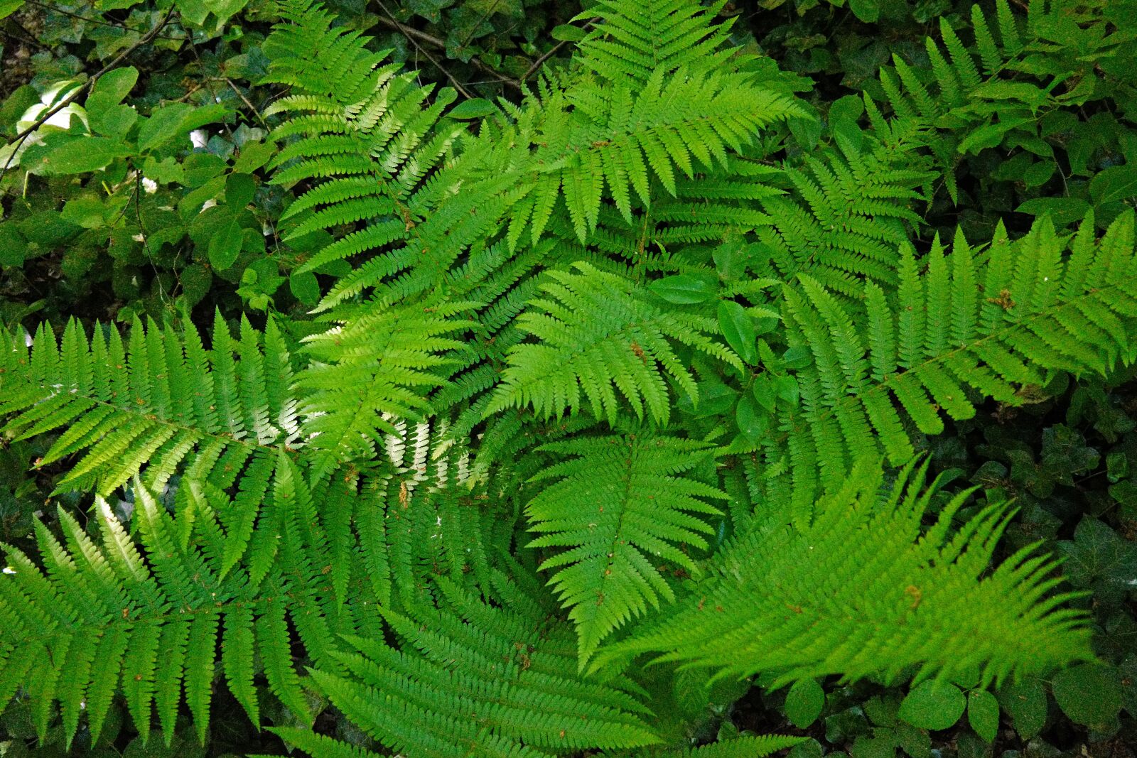 Vario-Elmar TL 1:3.5-5.6 / 18-56 ASPH. sample photo. Fern, green, plant photography