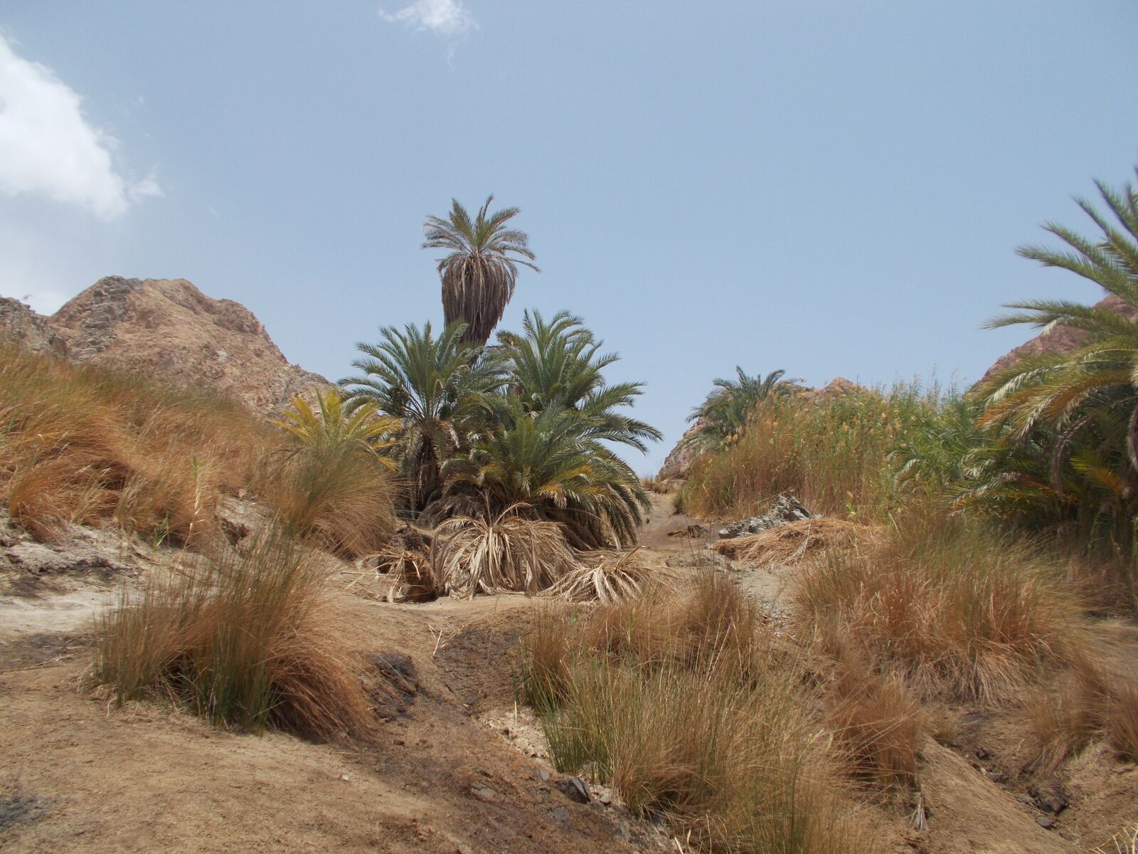 Nikon COOLPIX L29 sample photo. Nature, oasis kini, egypt photography