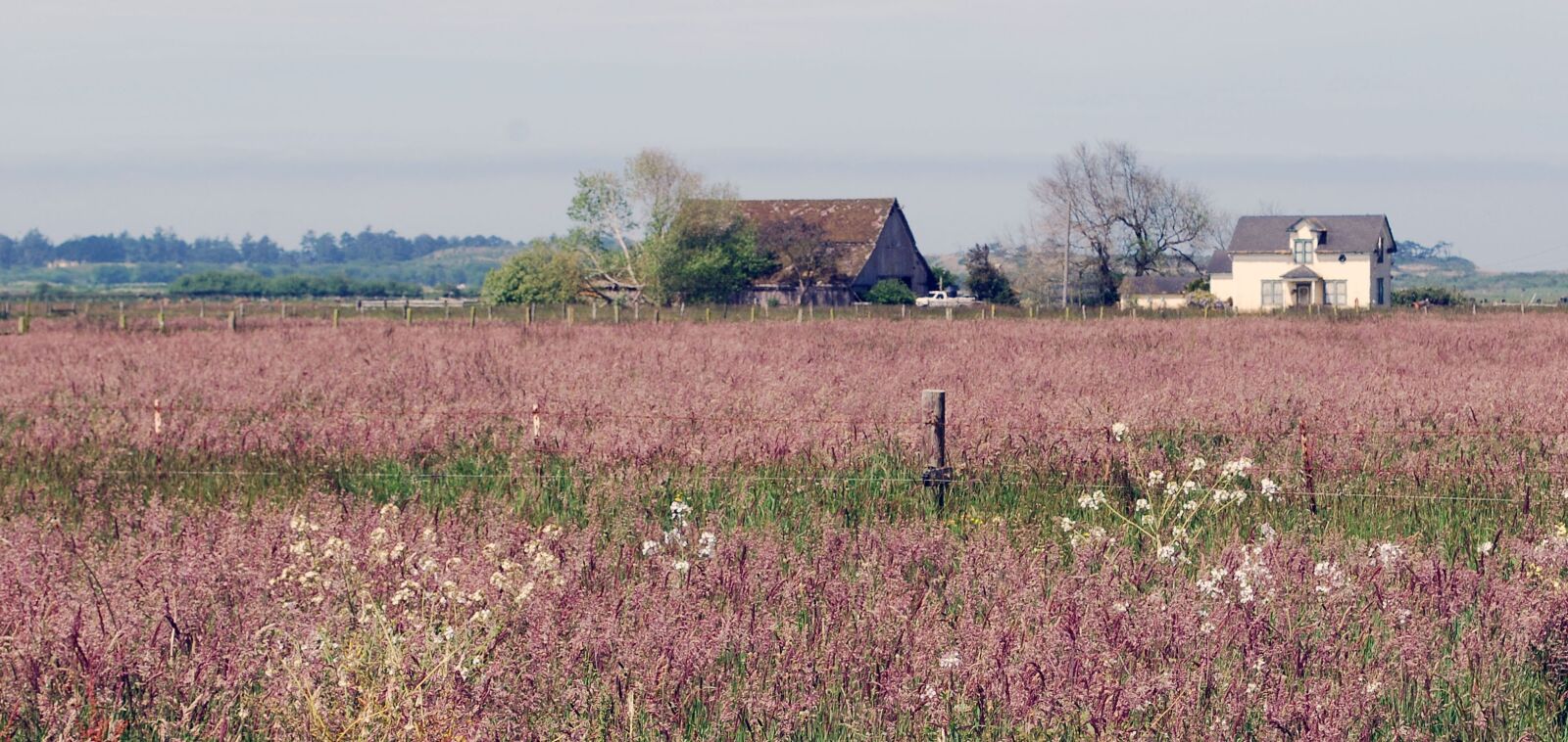 Nikon D60 sample photo. California, countryside, wildflowers photography