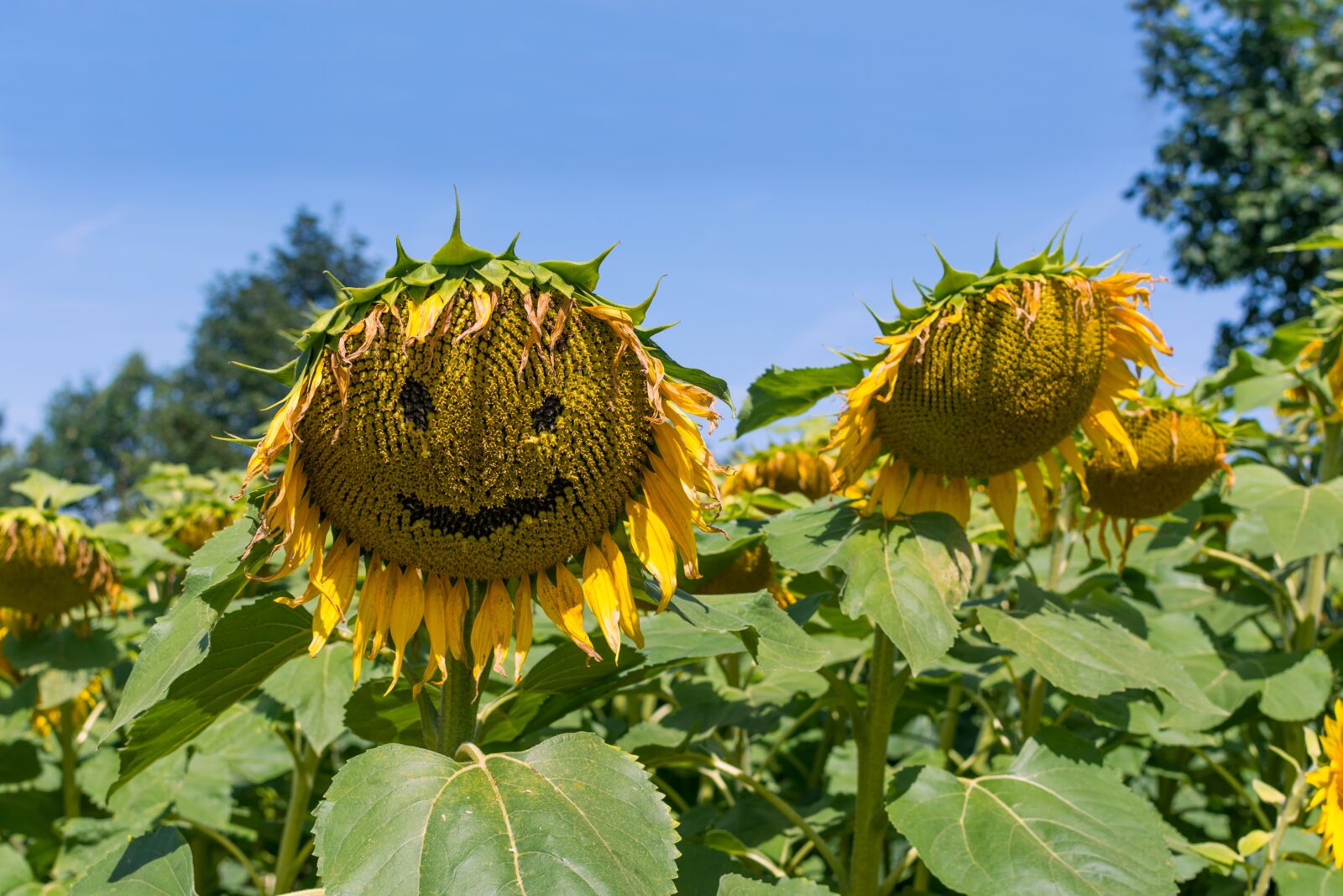 Nikon D7200 sample photo. Sunflower, summer, field photography