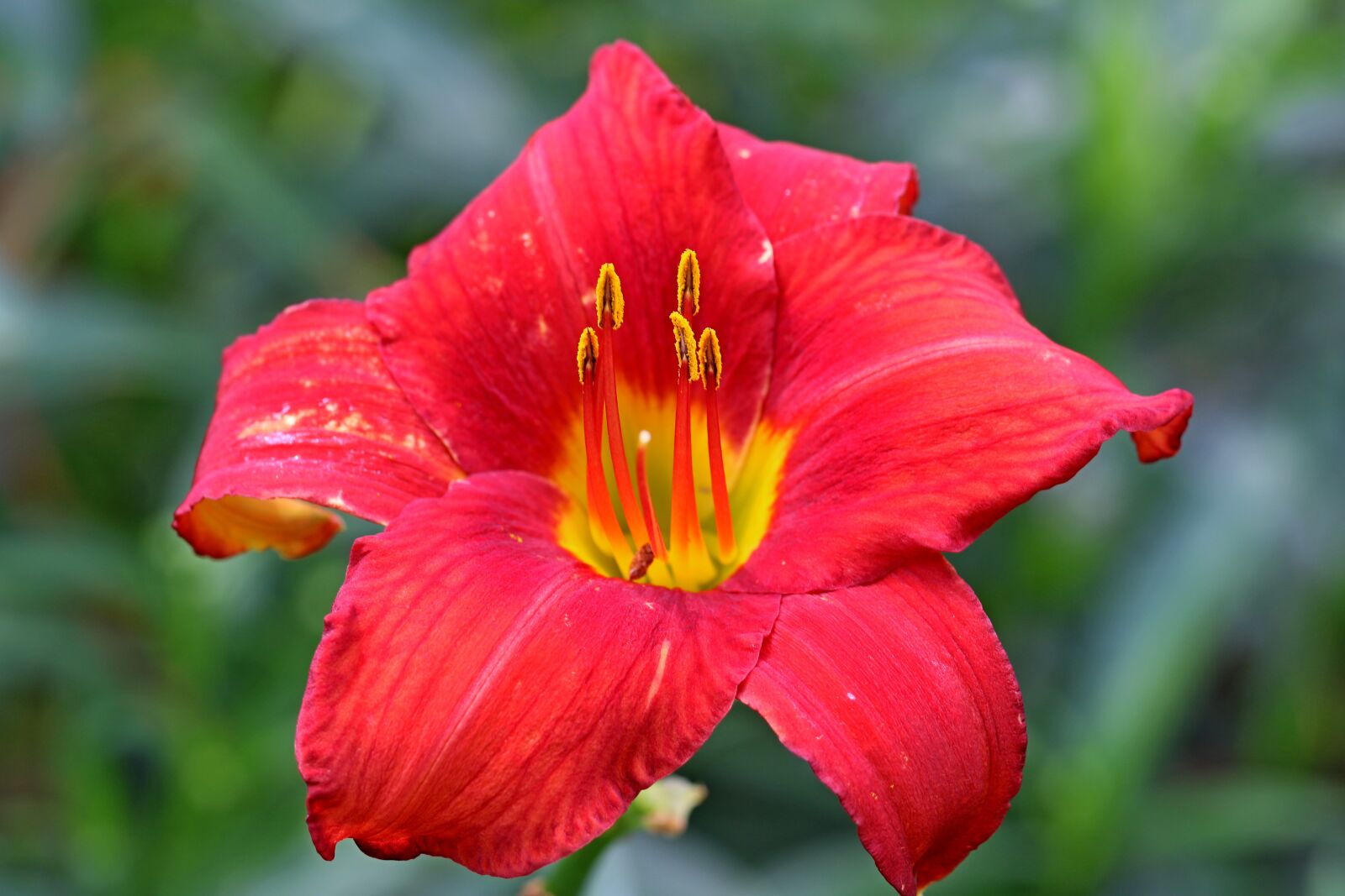 Canon EOS 7D Mark II + Canon EF 100mm F2.8L Macro IS USM sample photo. Daylily, red daylily, flower photography