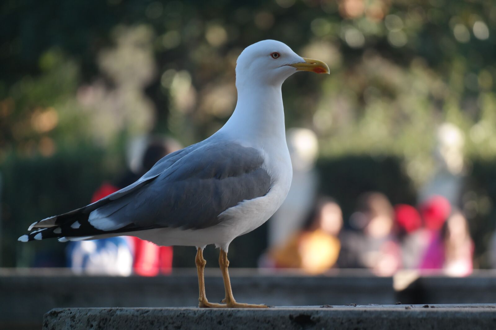 Samsung NX30 sample photo. Bird, animal, seagull photography