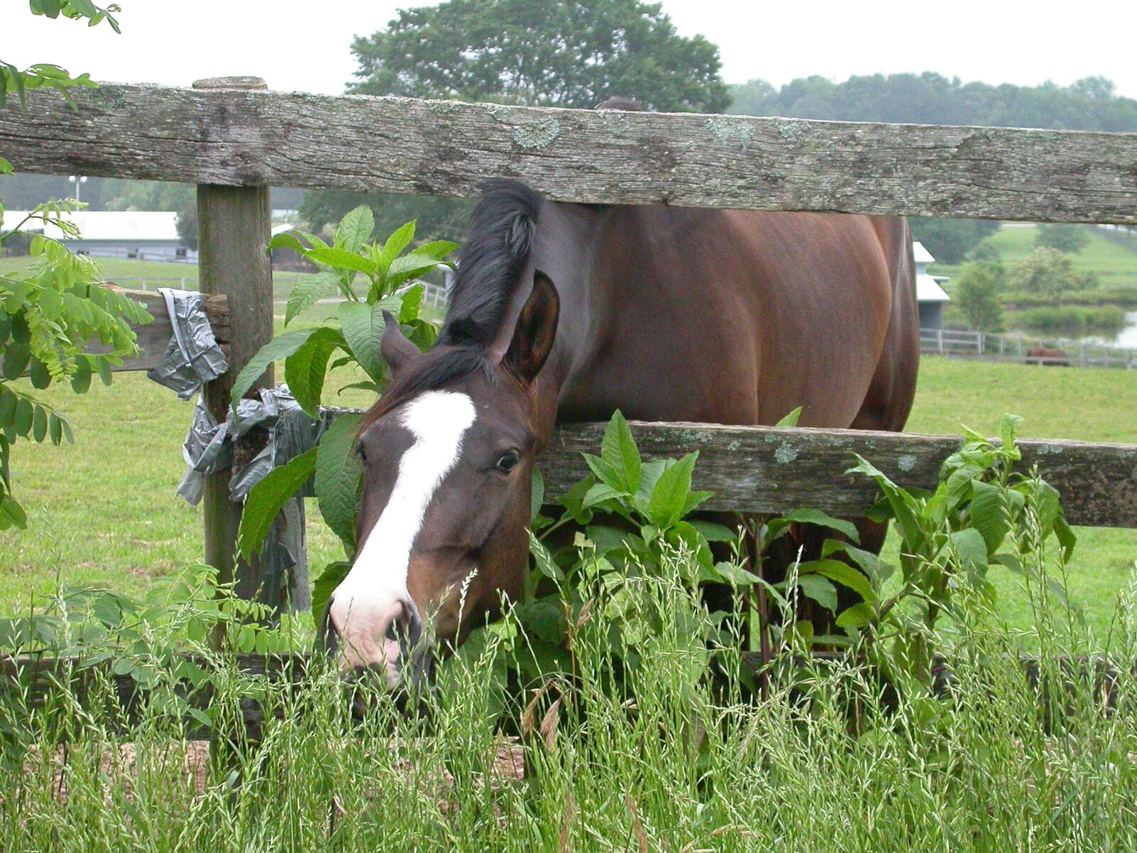 Nikon E4500 sample photo. Horse, farm, animals photography