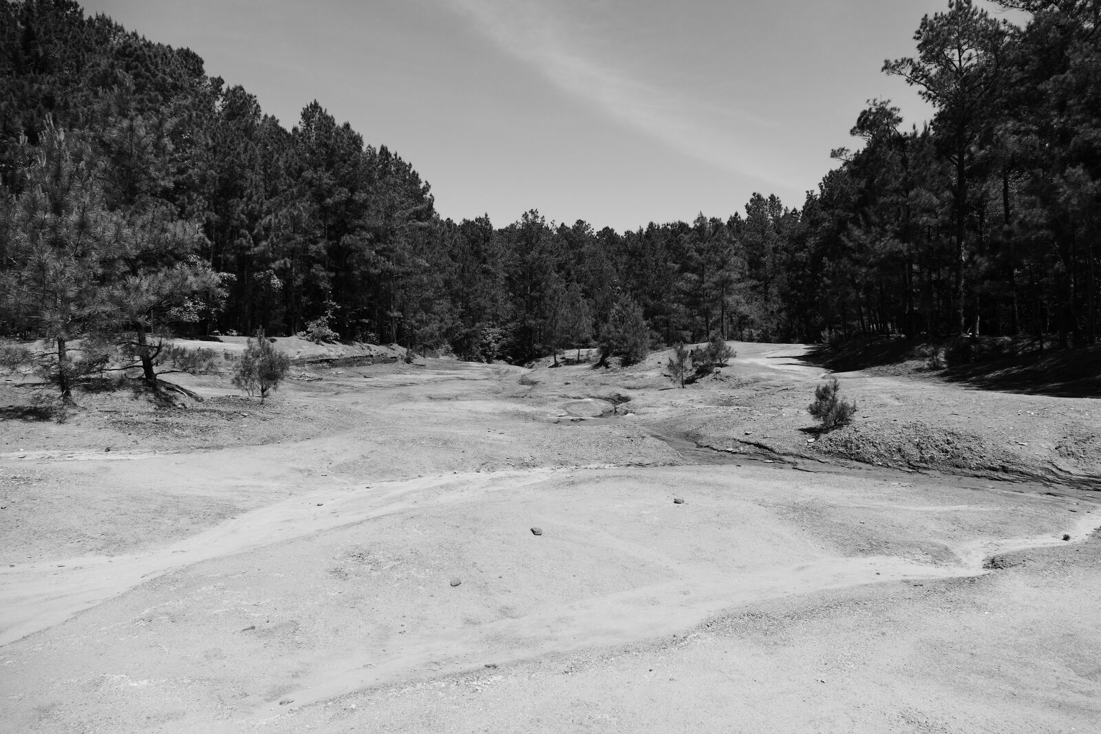 Panasonic Lumix DMC-FZ1000 sample photo. Trees, forest, geology photography