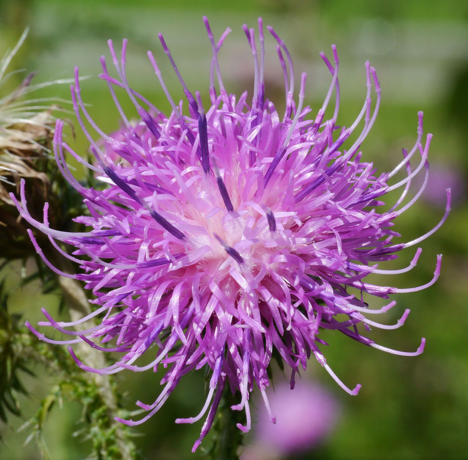 Panasonic Lumix DMC-G3 sample photo. Blossom, bloom, thistle photography