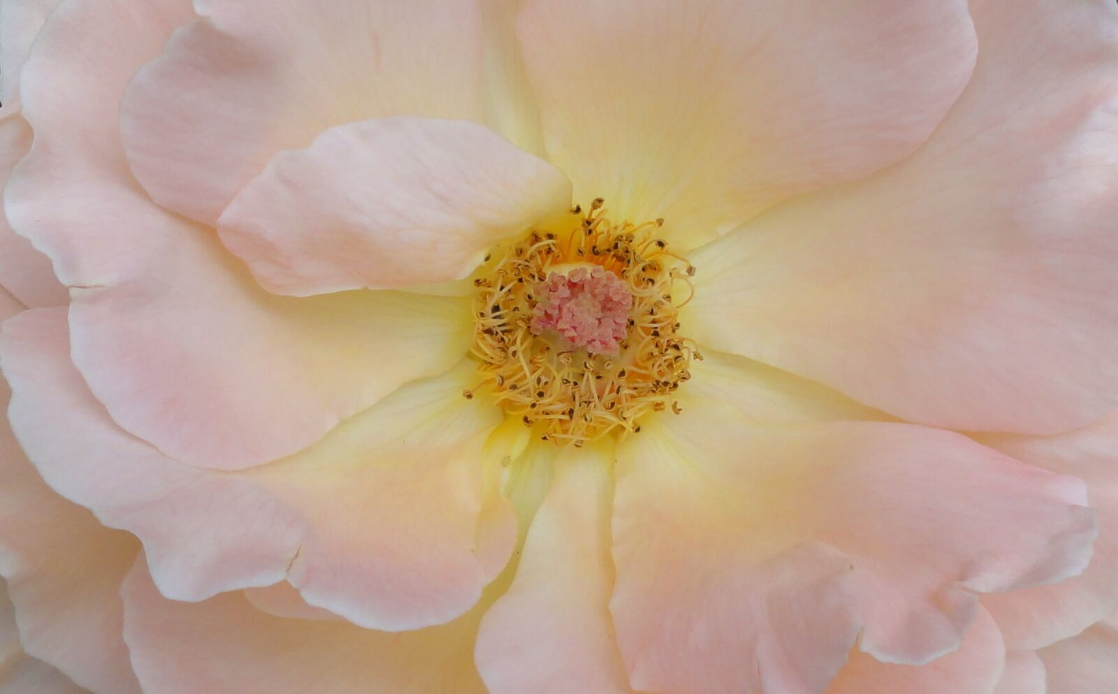 Sony DSC-HX5V sample photo. Color, soft pink, rose photography