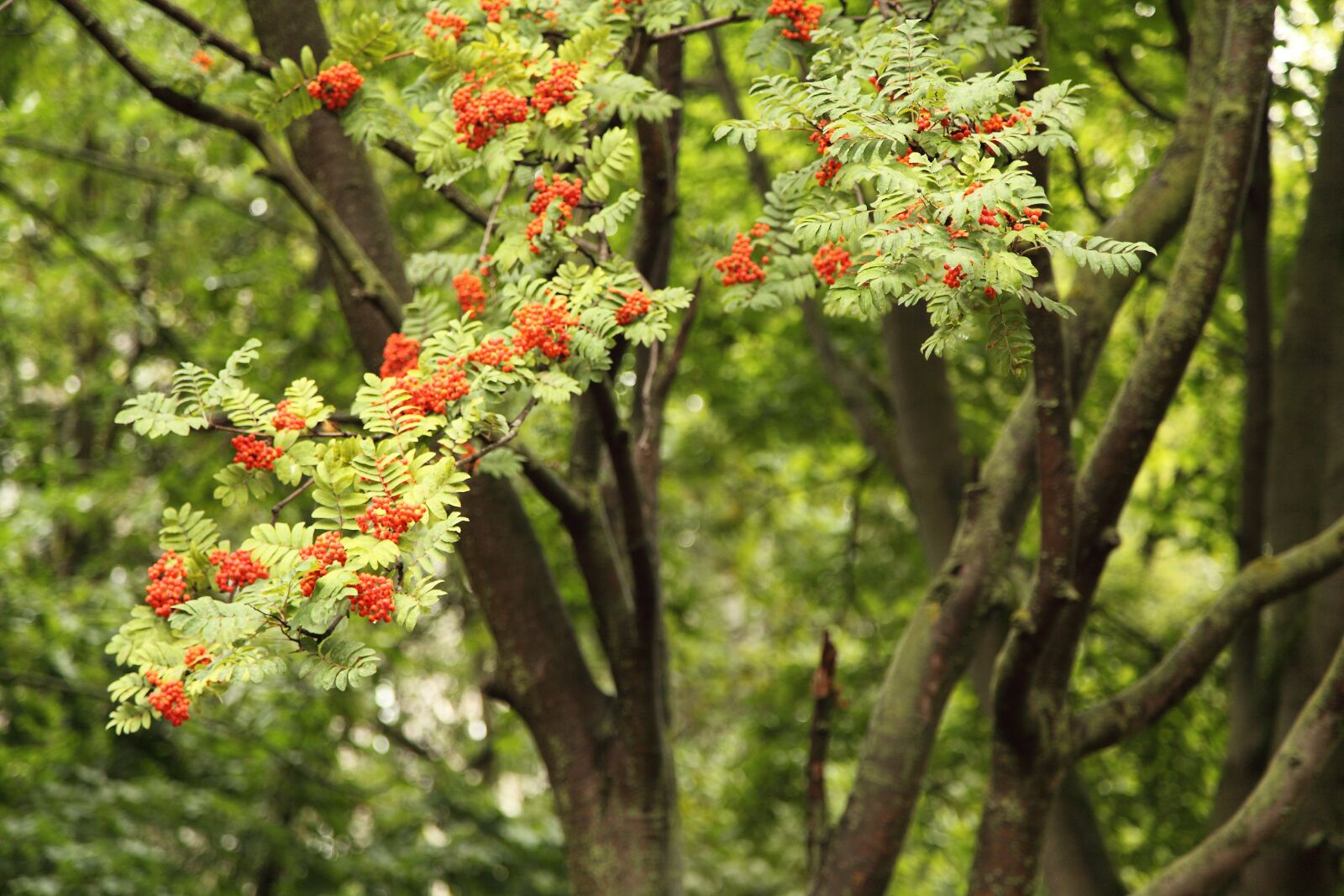 Canon EOS 5D Mark II sample photo. Bunches of rowan, rowan photography
