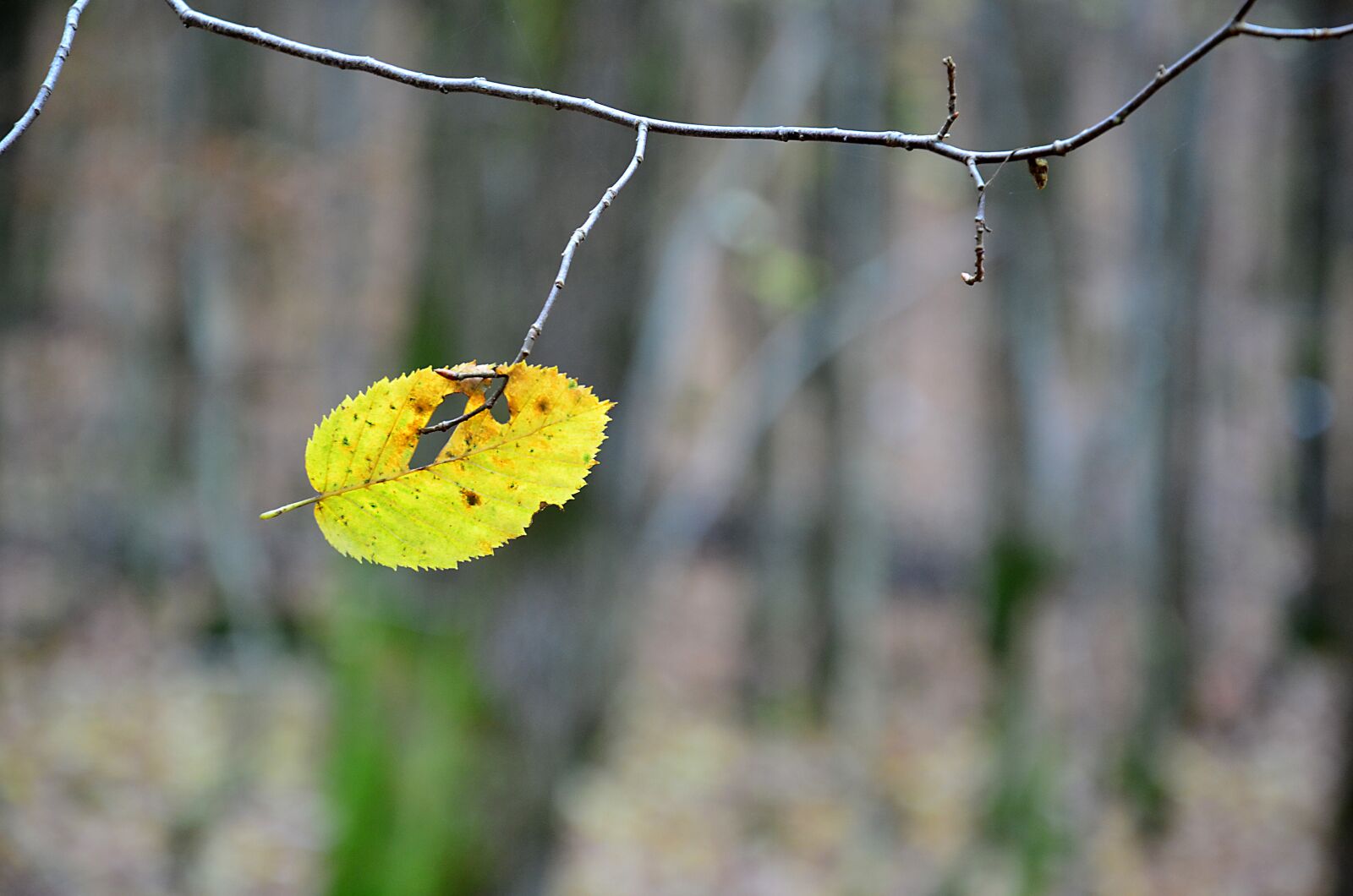 Nikon D5100 sample photo. Leaf, fall, nature photography