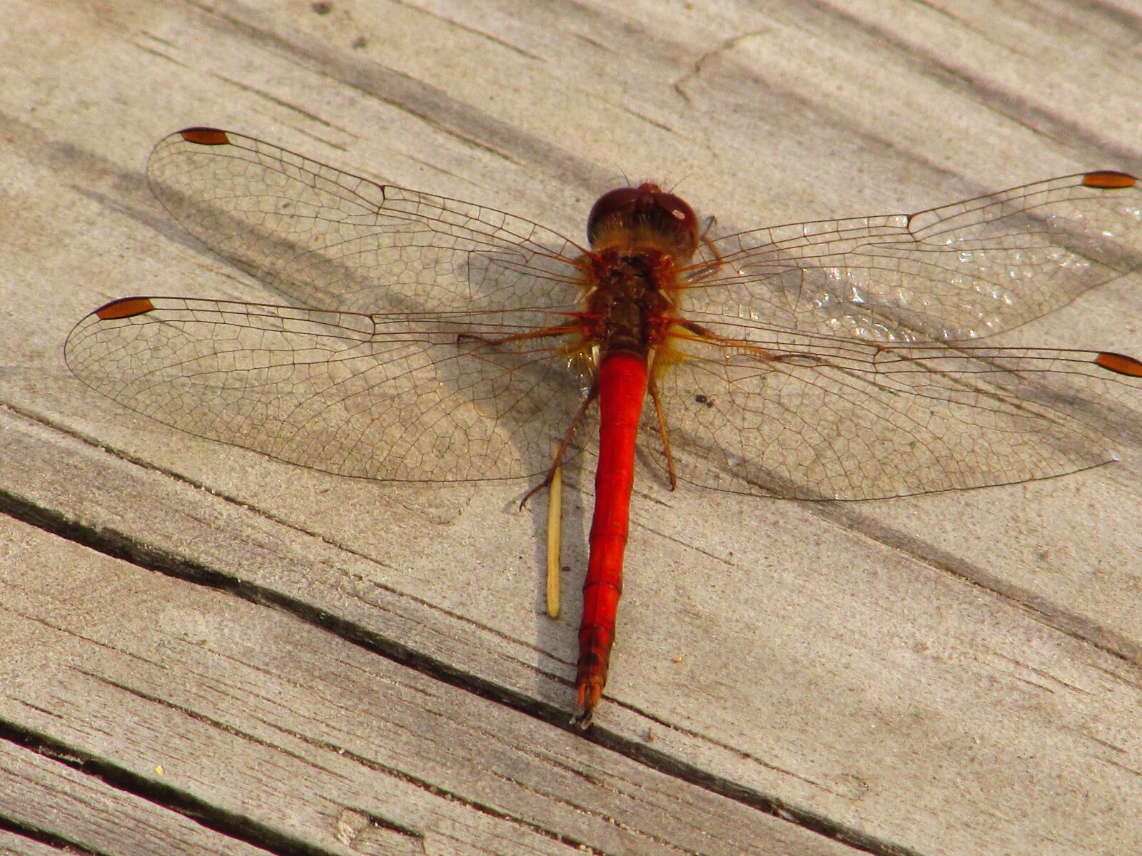 Canon PowerShot SX400 IS sample photo. Dragonfly, deck, summer photography