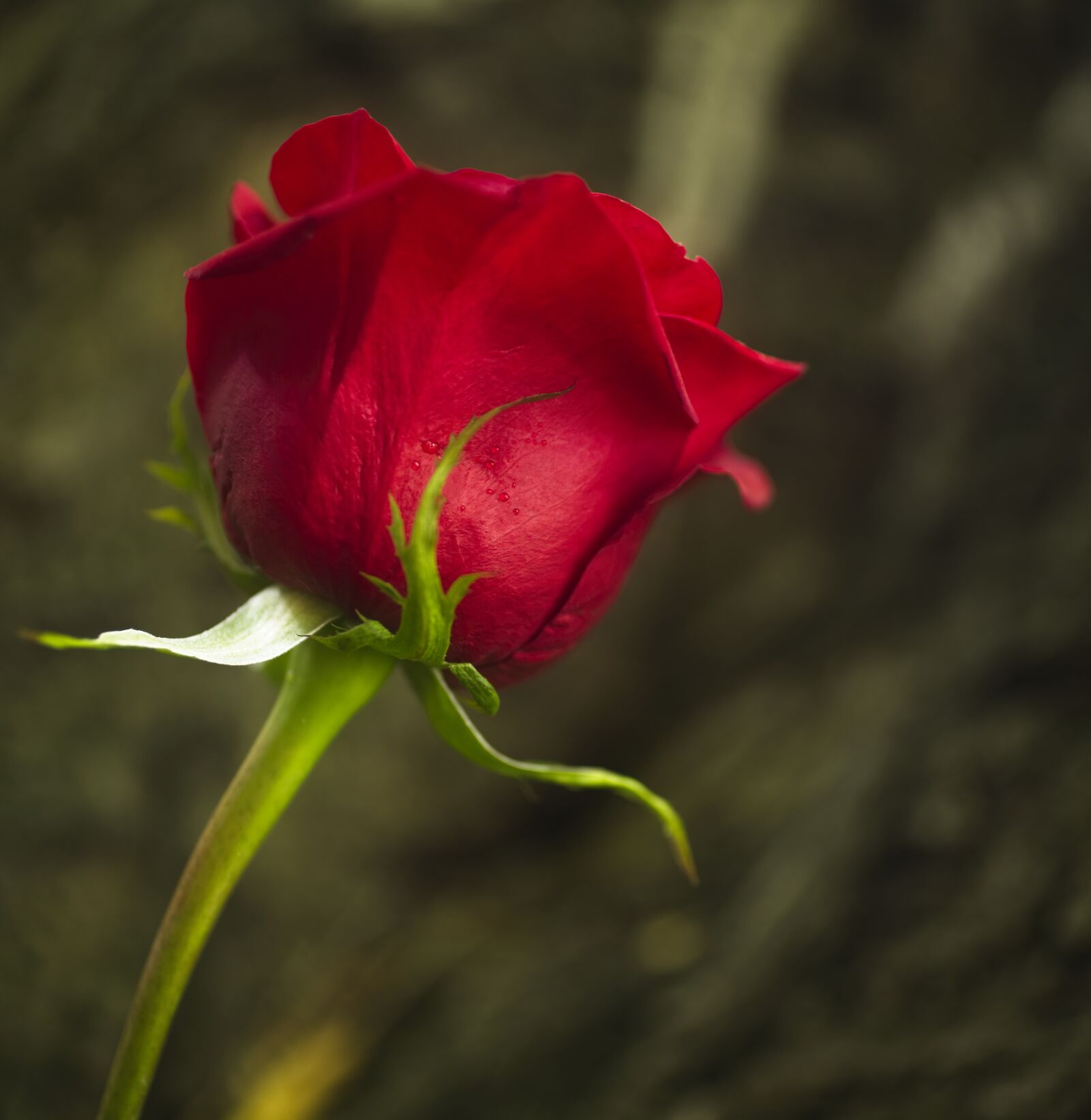 Sony a7 III sample photo. Rose, flower, red photography