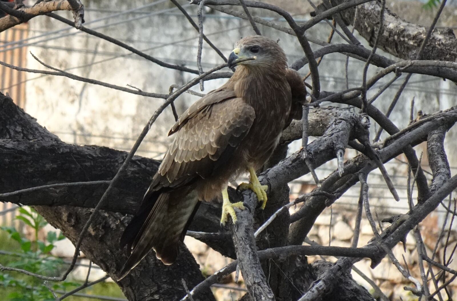 Sony DSC-WX800 sample photo. Bird, avian, milvus migrans photography