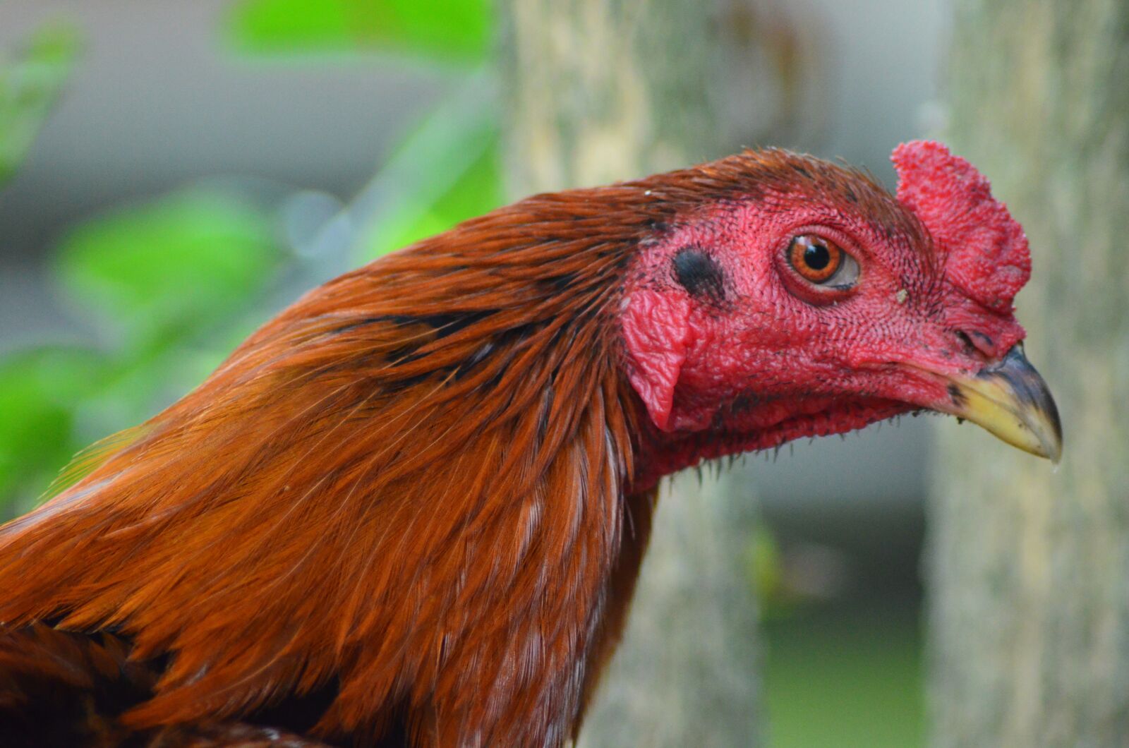 Nikon D5100 sample photo. Rooster, red, pet photography