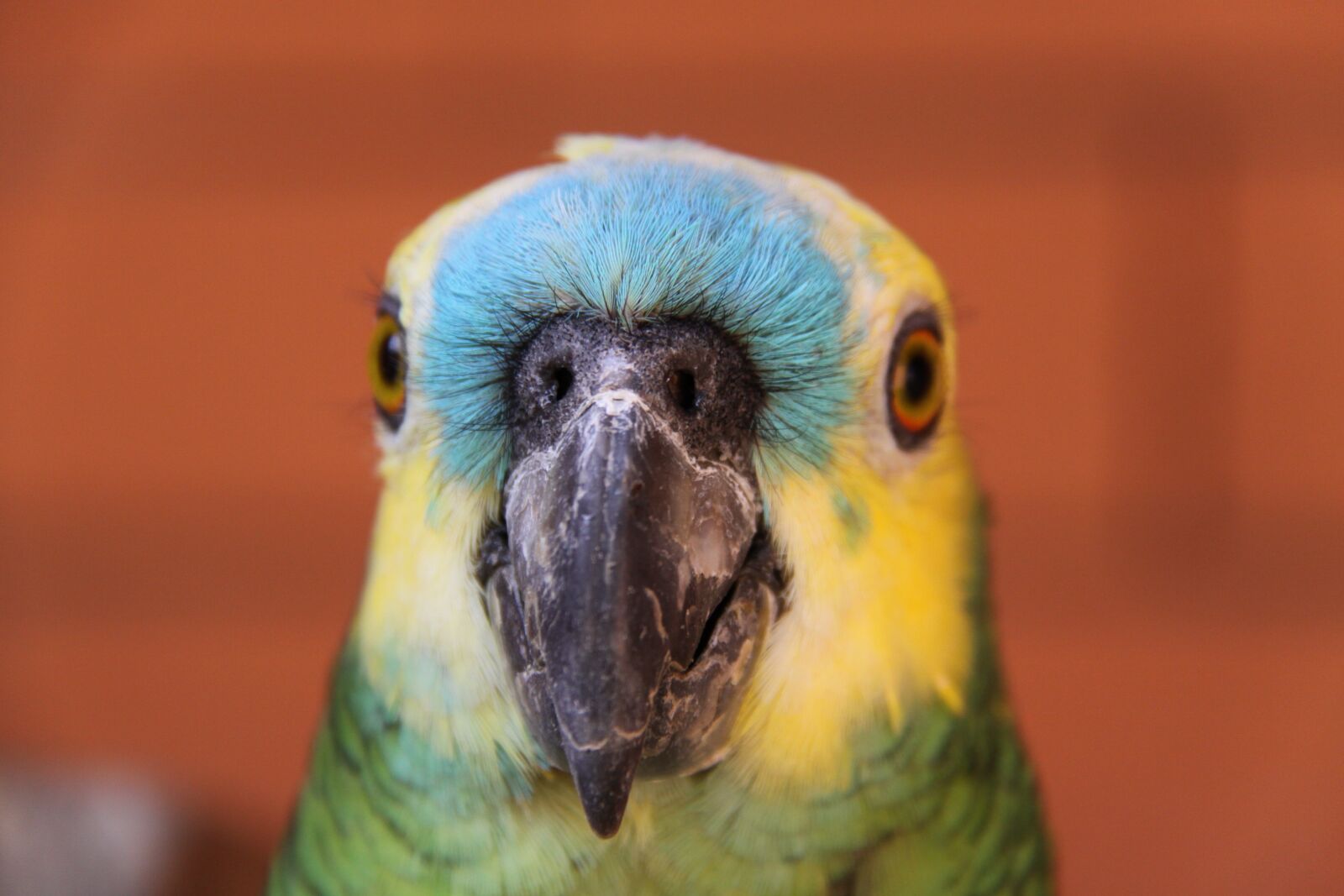 Canon EOS 50D sample photo. Blue-fronted amazon parrot, amazone photography