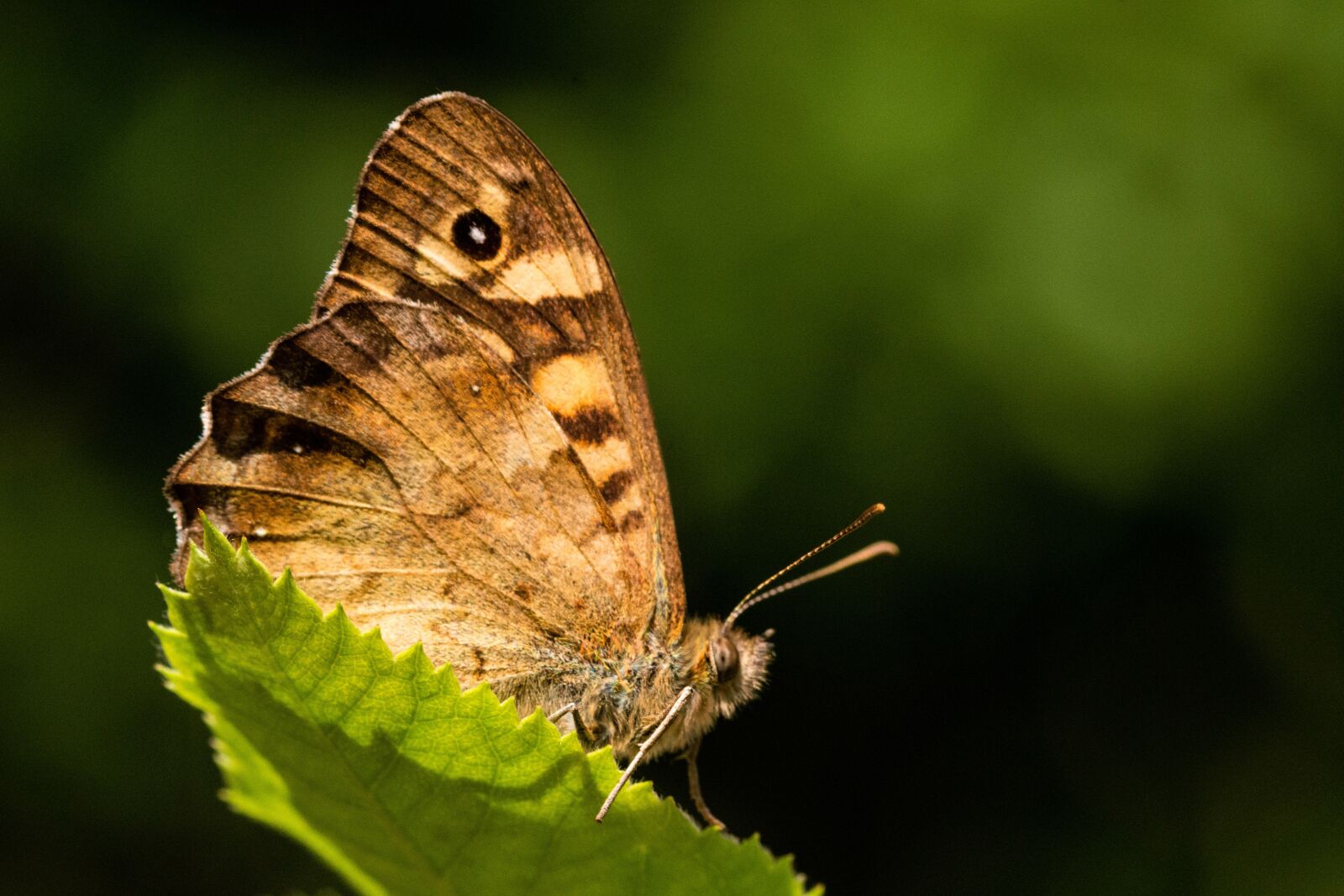 Nikon D7200 sample photo. Butterfly, nature, outdoors photography