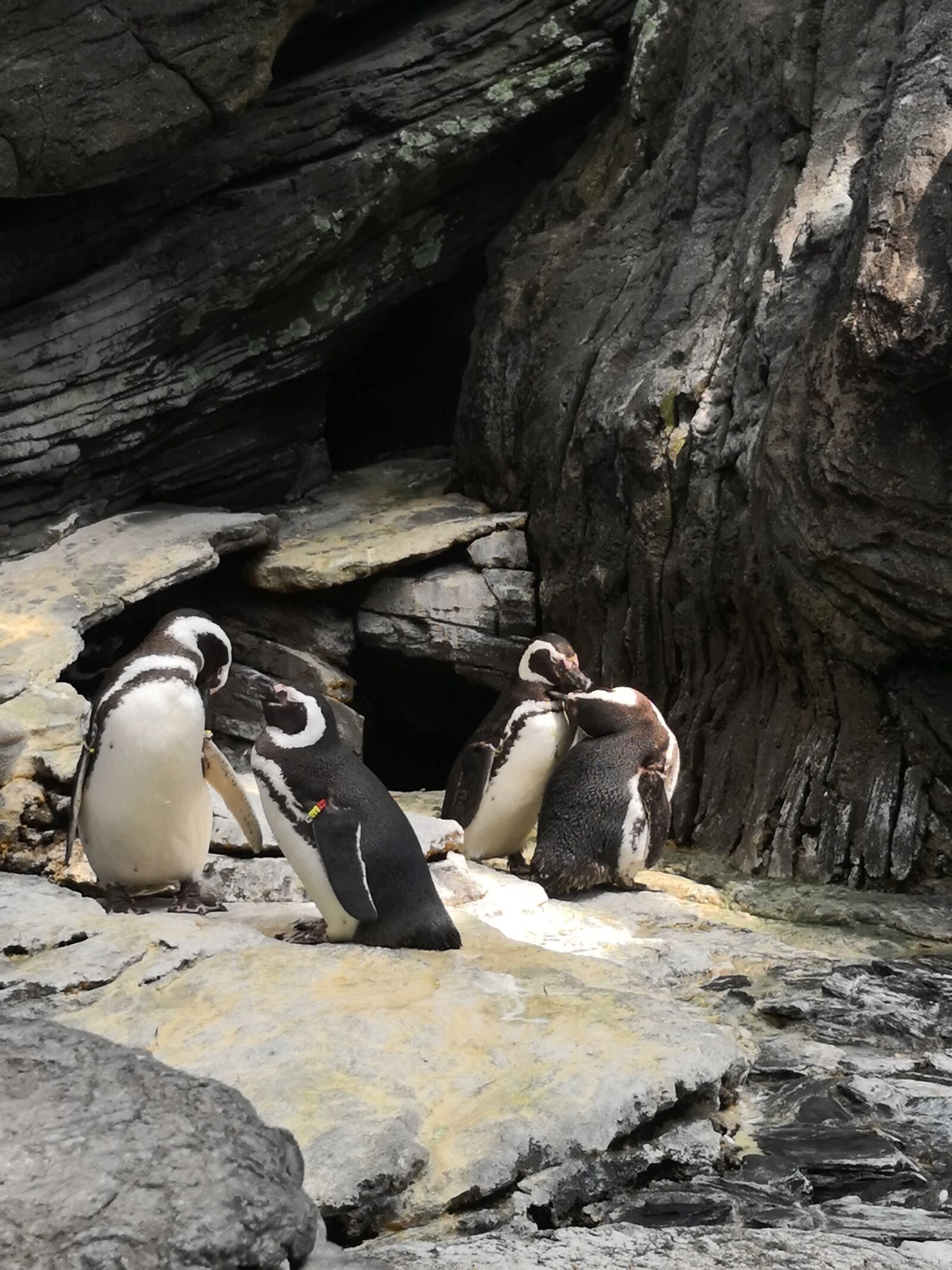 HUAWEI Mate 10 sample photo. Penguins, birds, couples photography