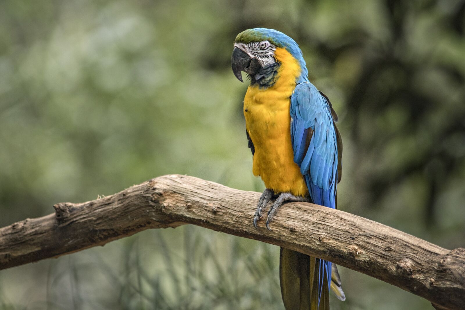 Nikon D750 sample photo. Wildlife, birds, nature photography