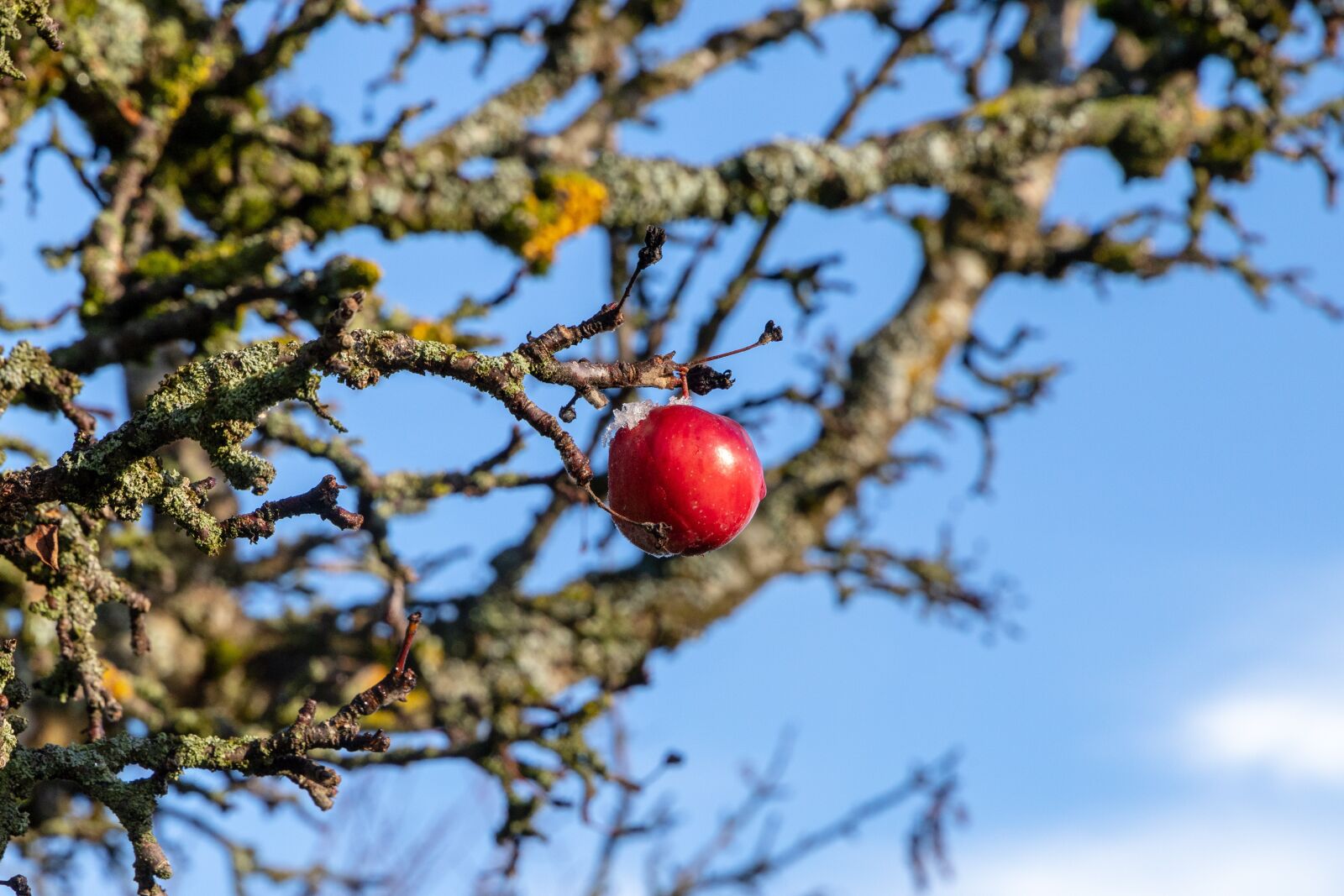 Canon EOS 6D Mark II sample photo. Apple, ice, branch photography