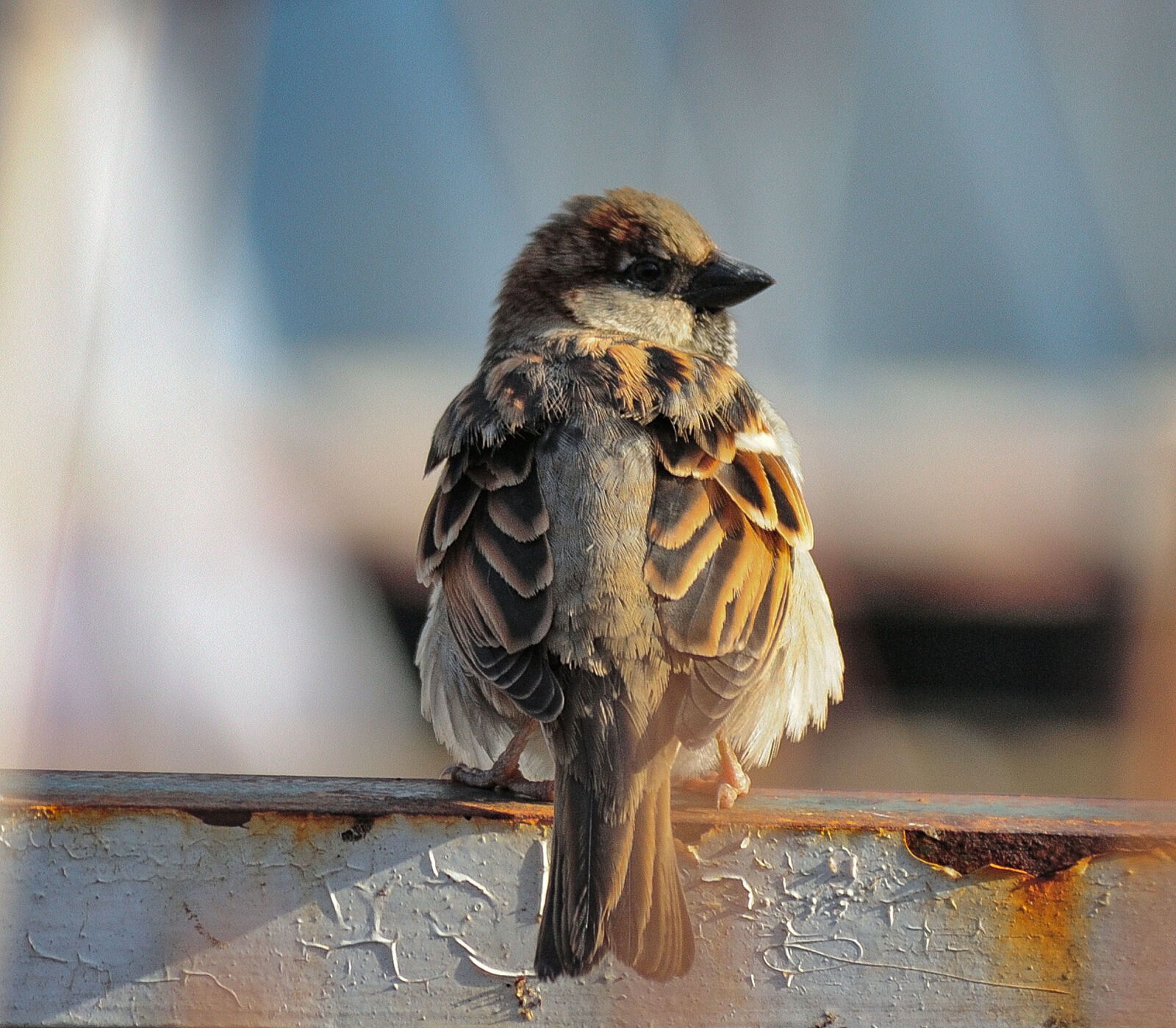 Nikon D700 sample photo. Nikon 80-400 d photography