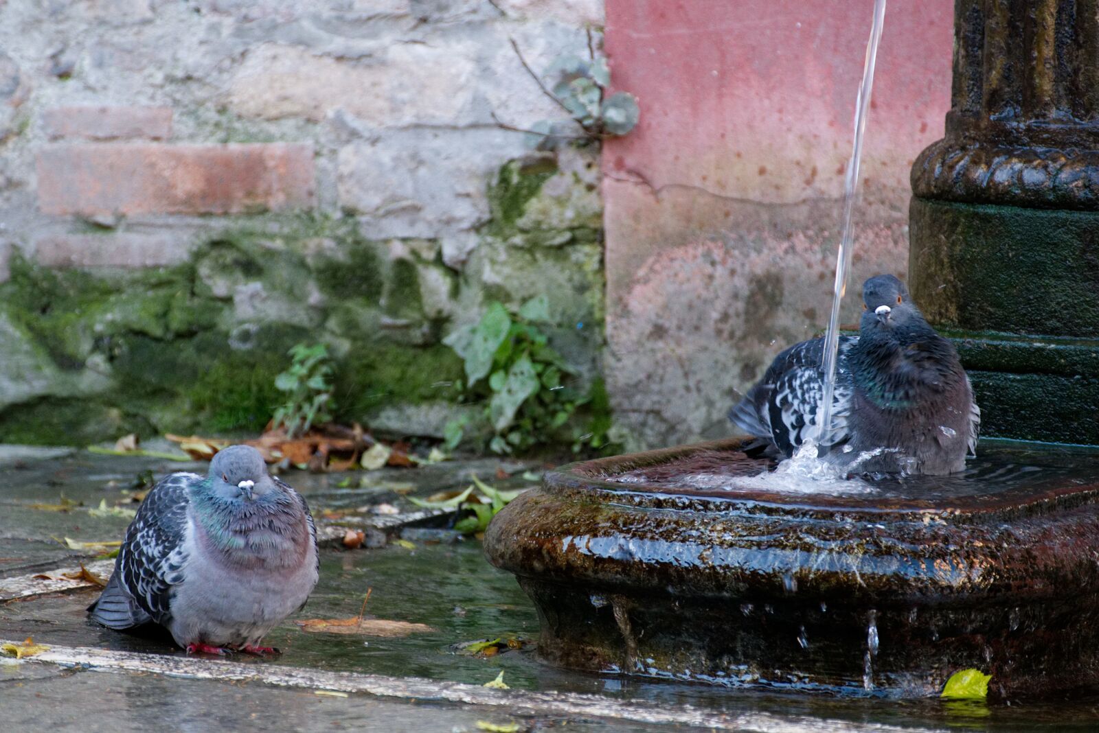 Panasonic Lumix DMC-FZ1000 sample photo. Fountain, wet, bird photography