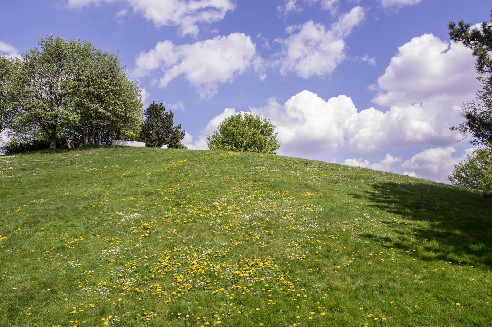 Pentax K-3 sample photo. Nature, grass, tree photography