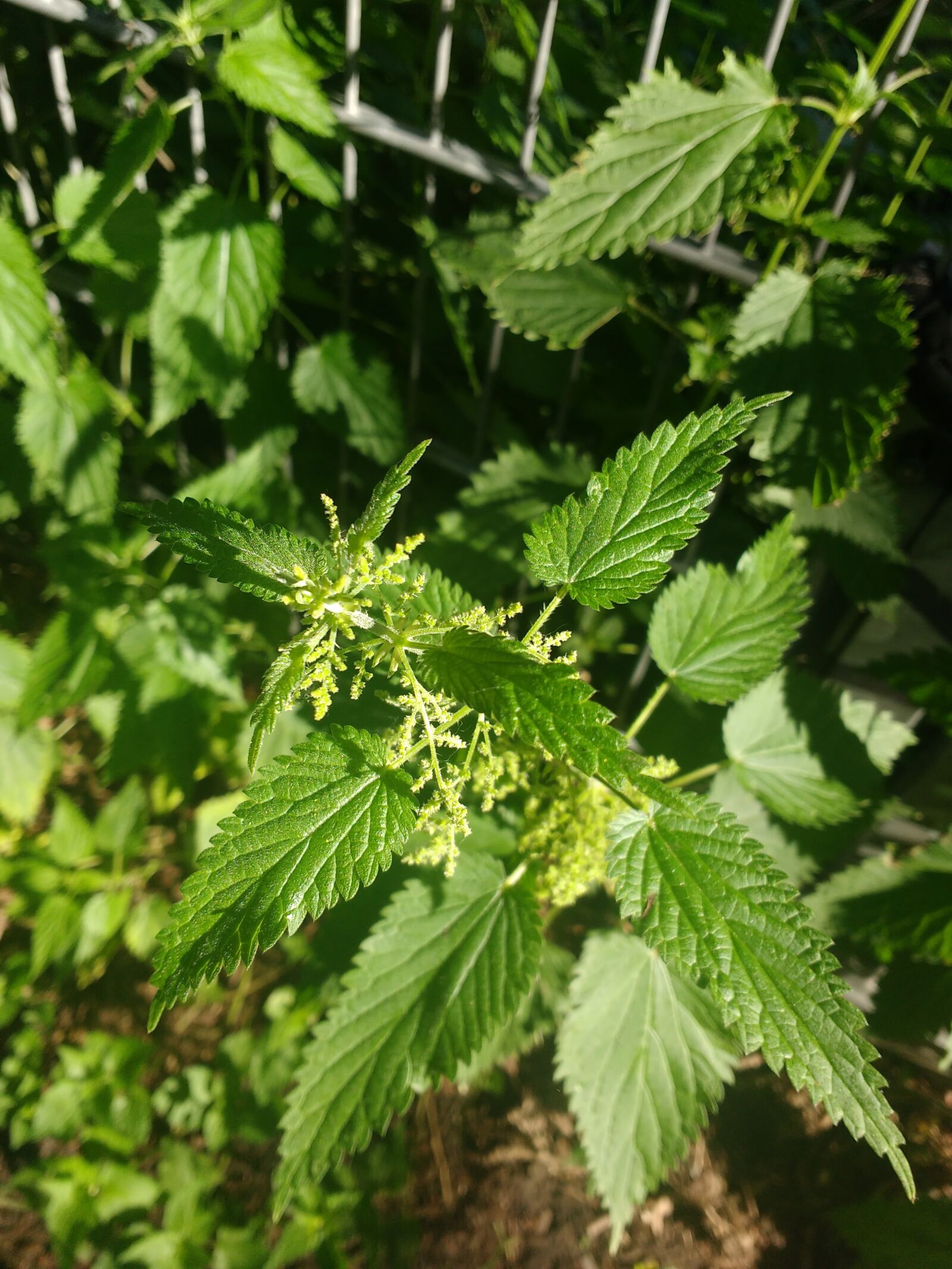 Motorola MotoG3 sample photo. Stinging nettle, forest, medicinal photography