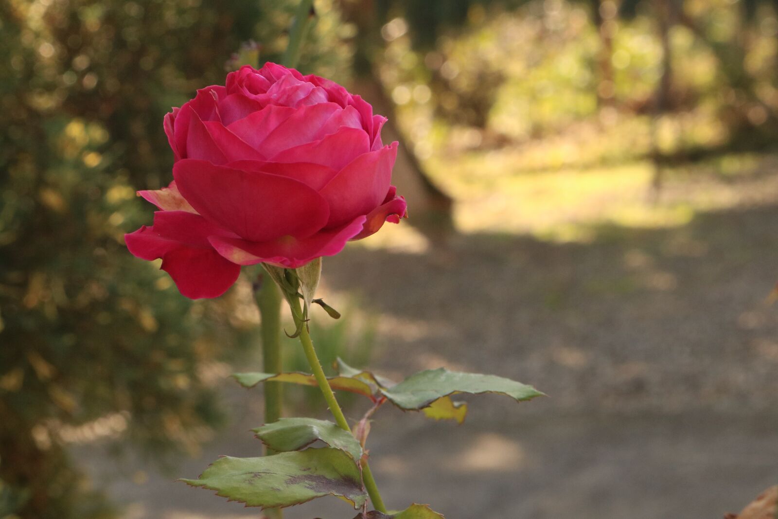 Canon EOS 750D (EOS Rebel T6i / EOS Kiss X8i) sample photo. Rose, flower, nature photography