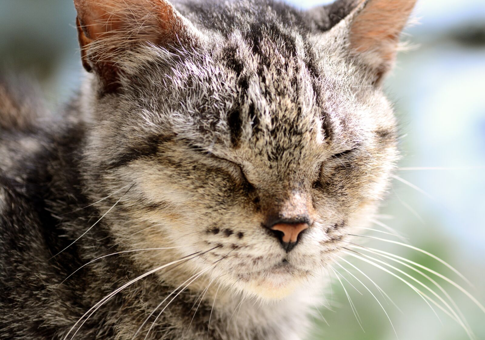 Nikon D5200 sample photo. Cat, stray cat, animal photography