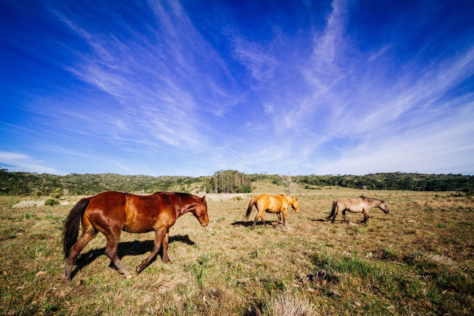Canon EOS 7D sample photo. Horse, animal, brown photography