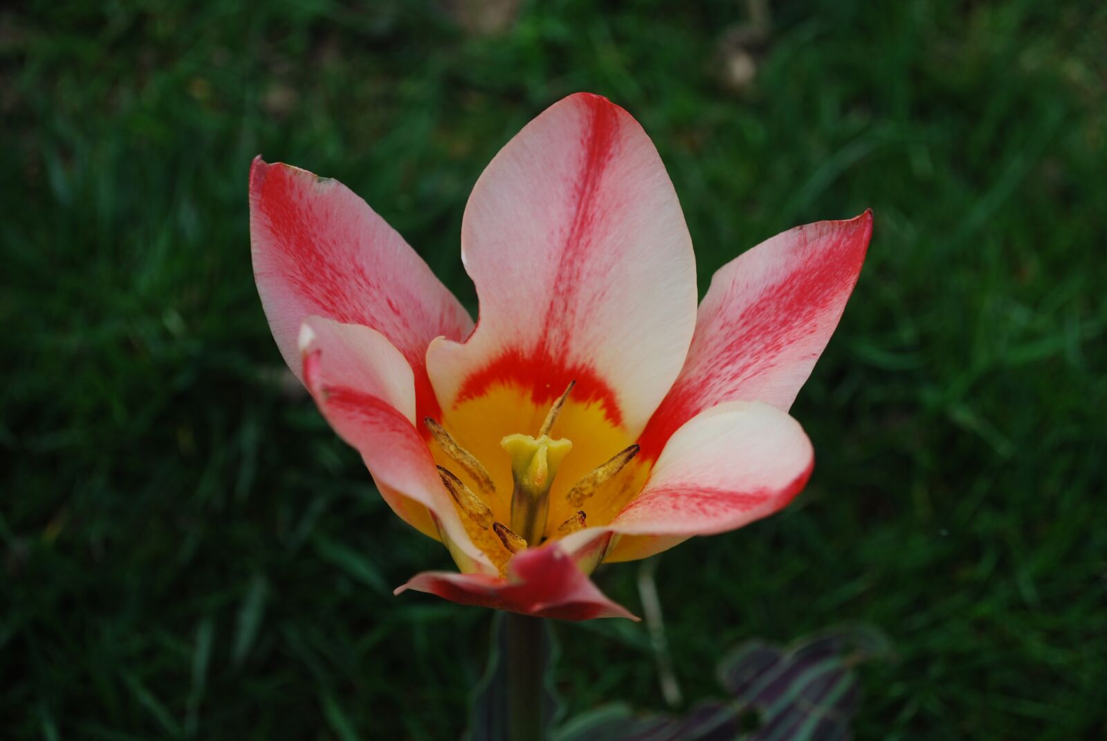 Nikon D60 sample photo. Flower, tulip, garden photography