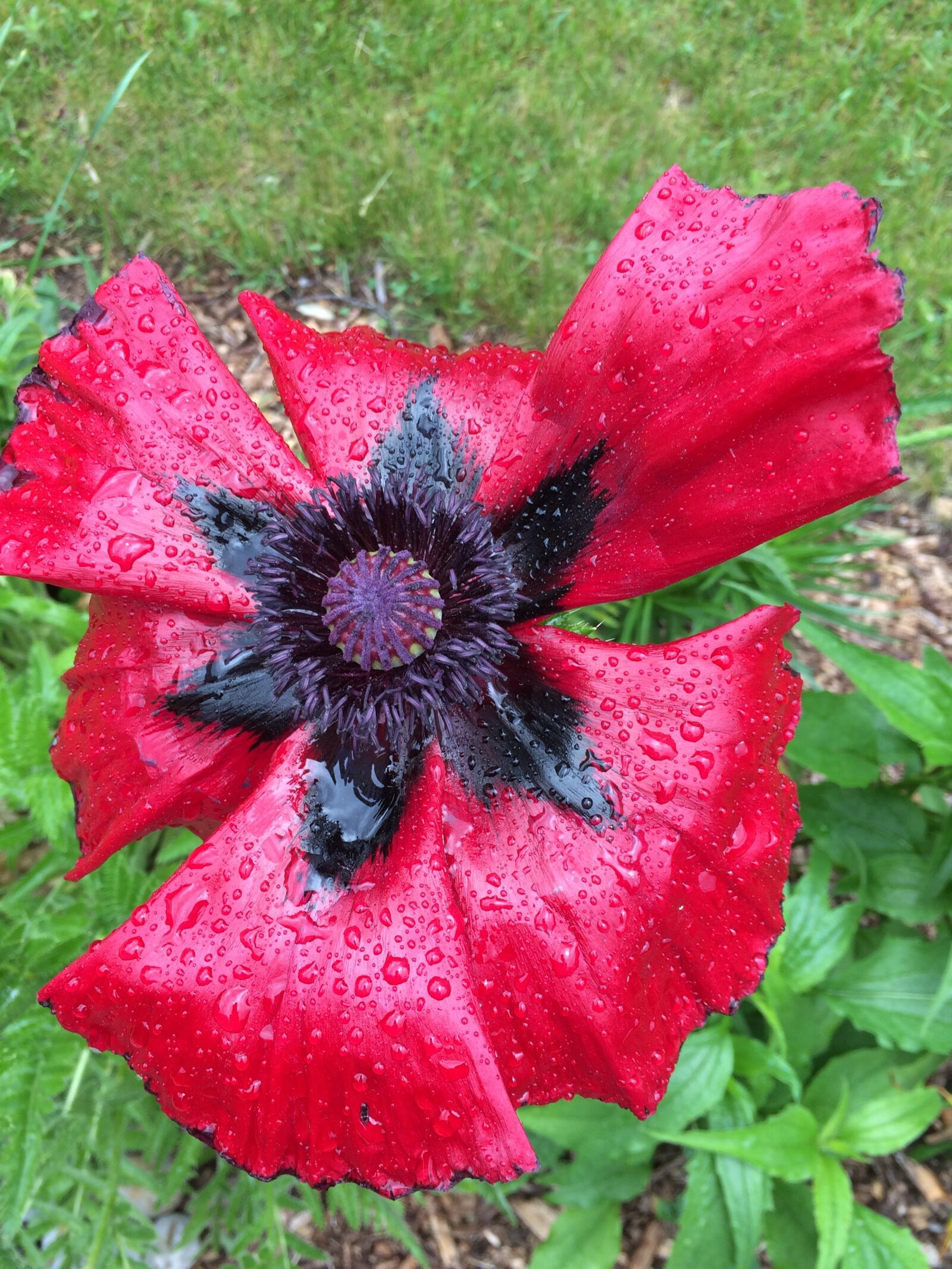 iPhone 5s back camera 4.15mm f/2.2 sample photo. Poppy, summer, spring photography