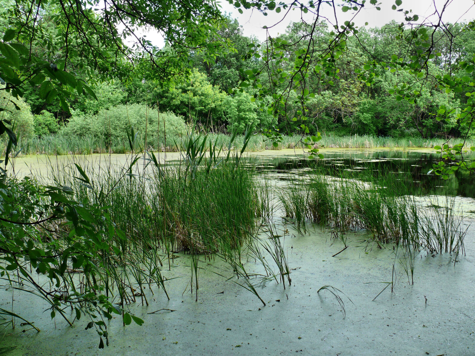 Panasonic DMC-FZ50 sample photo. Lake photography