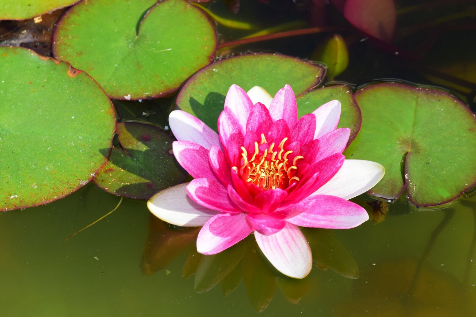 Nikon D5300 sample photo. Water lily, pond, red photography