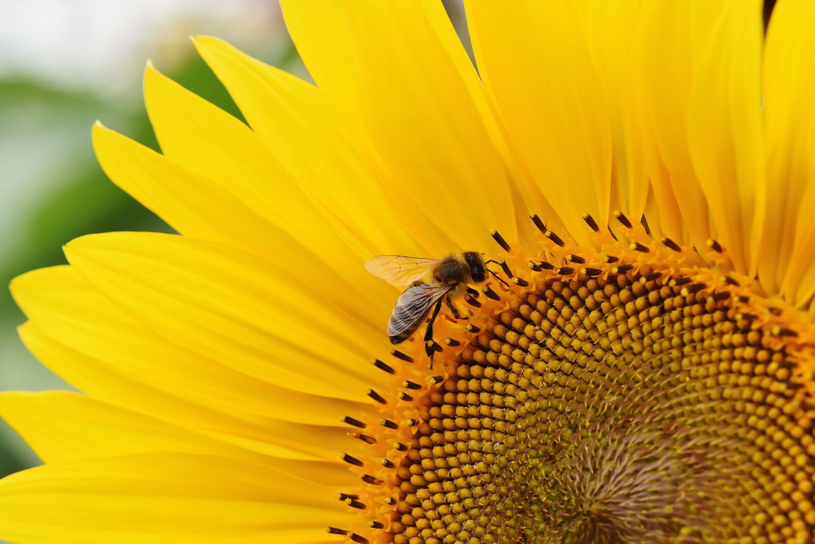 Nikon D7200 sample photo. Sunflower, bees, summer photography