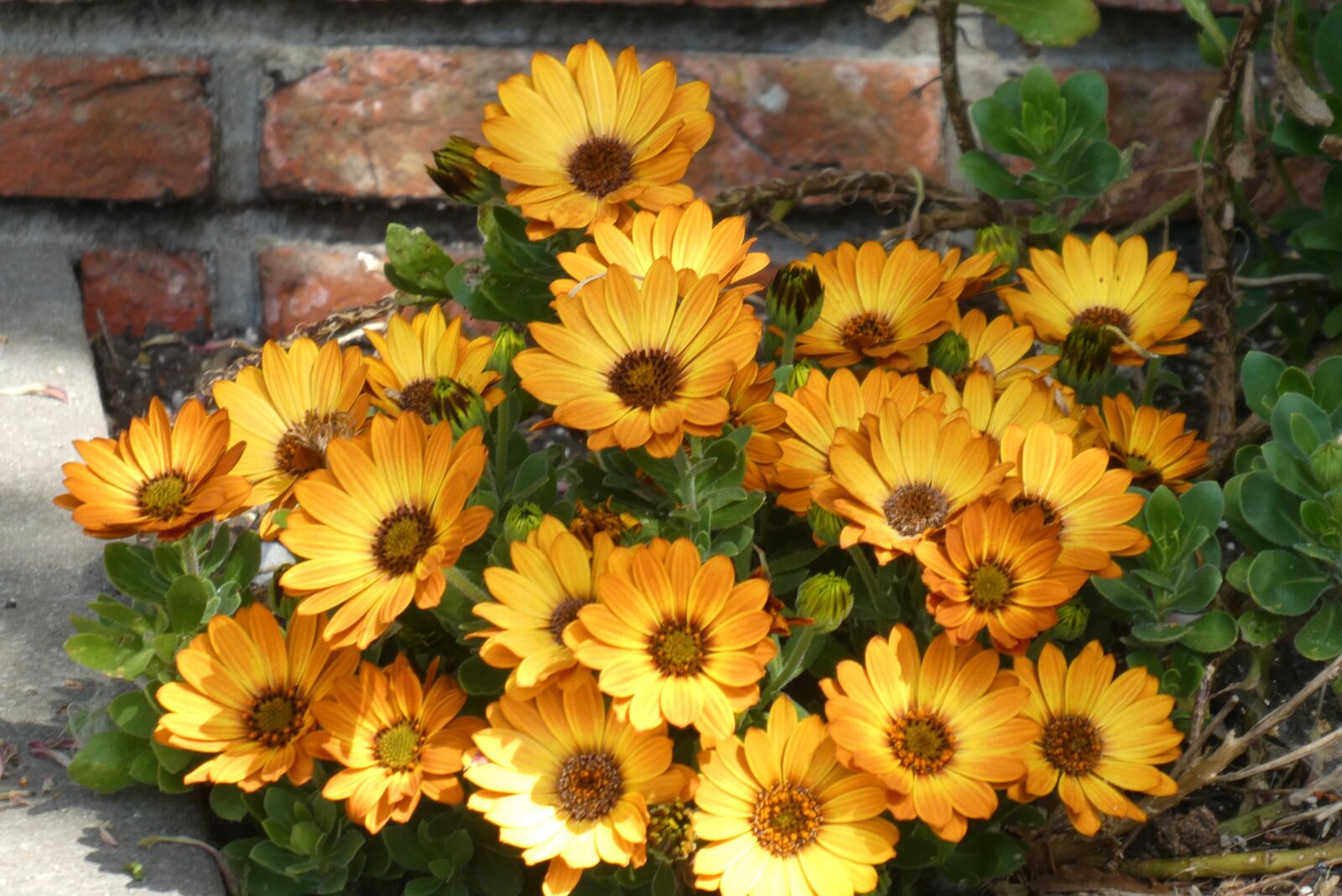 Panasonic Lumix DC-ZS70 (Lumix DC-TZ90) sample photo. Marigold, flowers, bloom photography