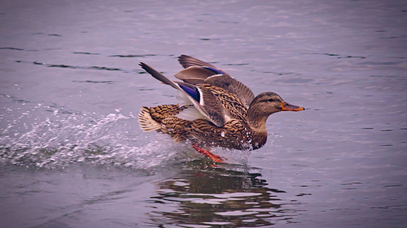Canon EOS 650D (EOS Rebel T4i / EOS Kiss X6i) + Canon EF-S 55-250mm F4-5.6 IS STM sample photo. Duck, water, birds photography