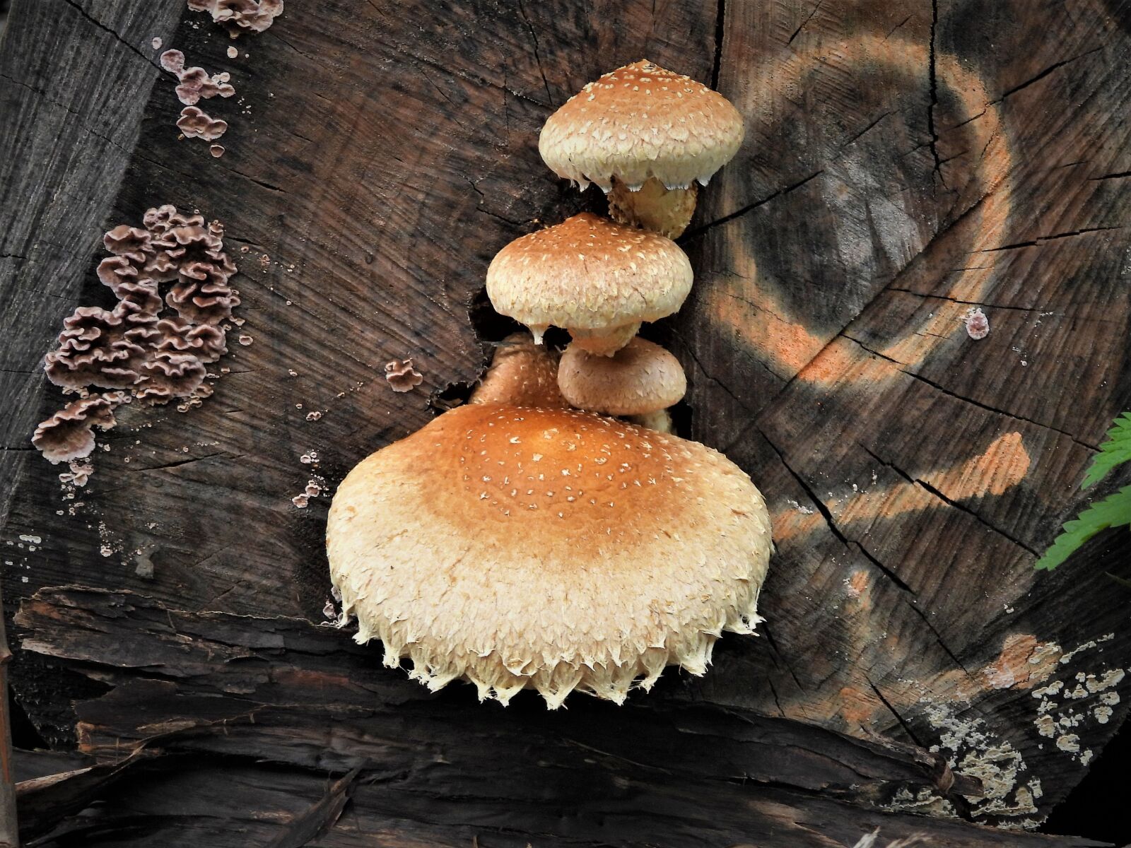 Nikon Coolpix P1000 sample photo. Bundle fungus, mushroom, mold photography